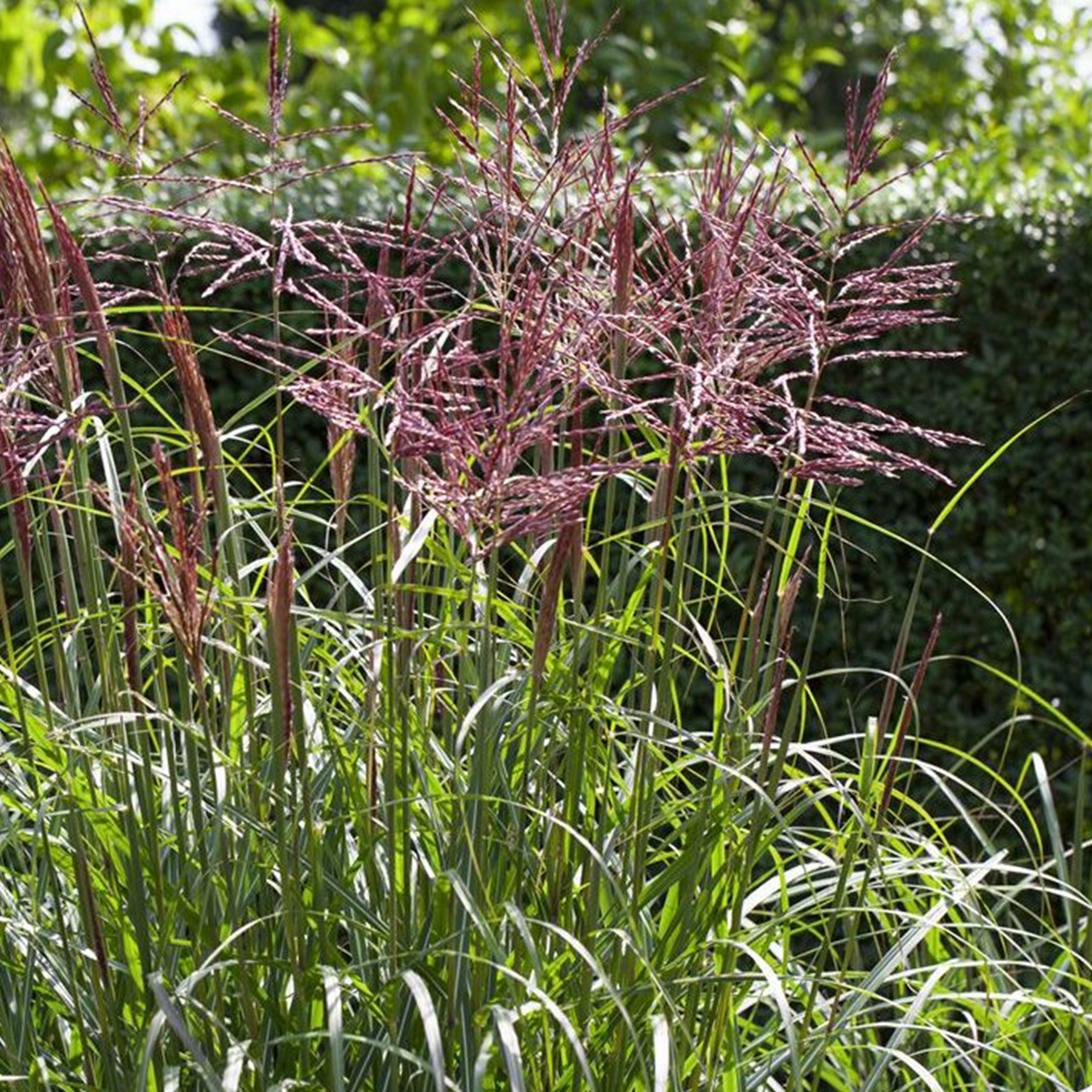 Chinaschilf - Miscanthus sinensis 'China', 17cm Topf