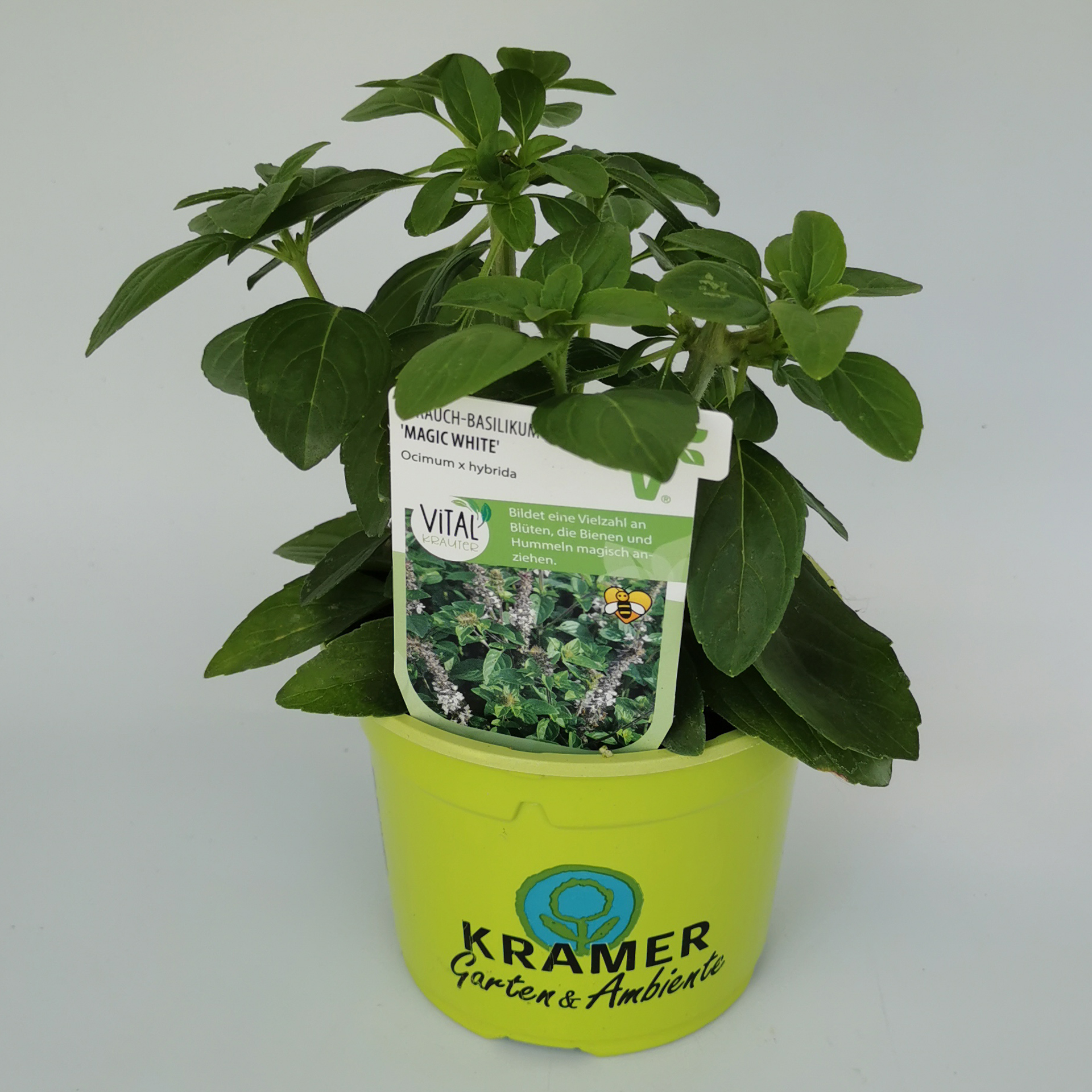 Strauchbasilikum  - Ocimum Basilicum 'Magic White®', 12cm Topf