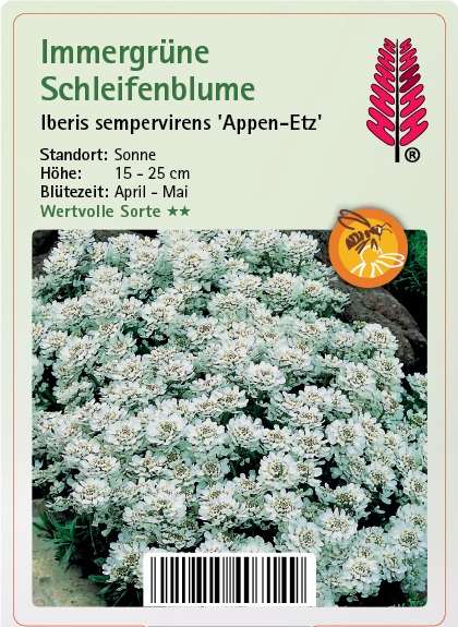 Kräuterig, Pflanze, Blume, Vegetation, Blütenblatt