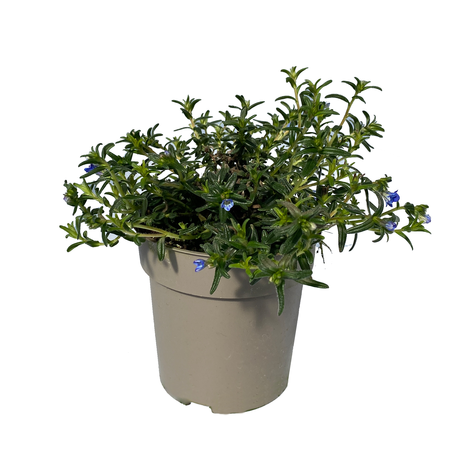 Steinsame blau, 12cm Topf