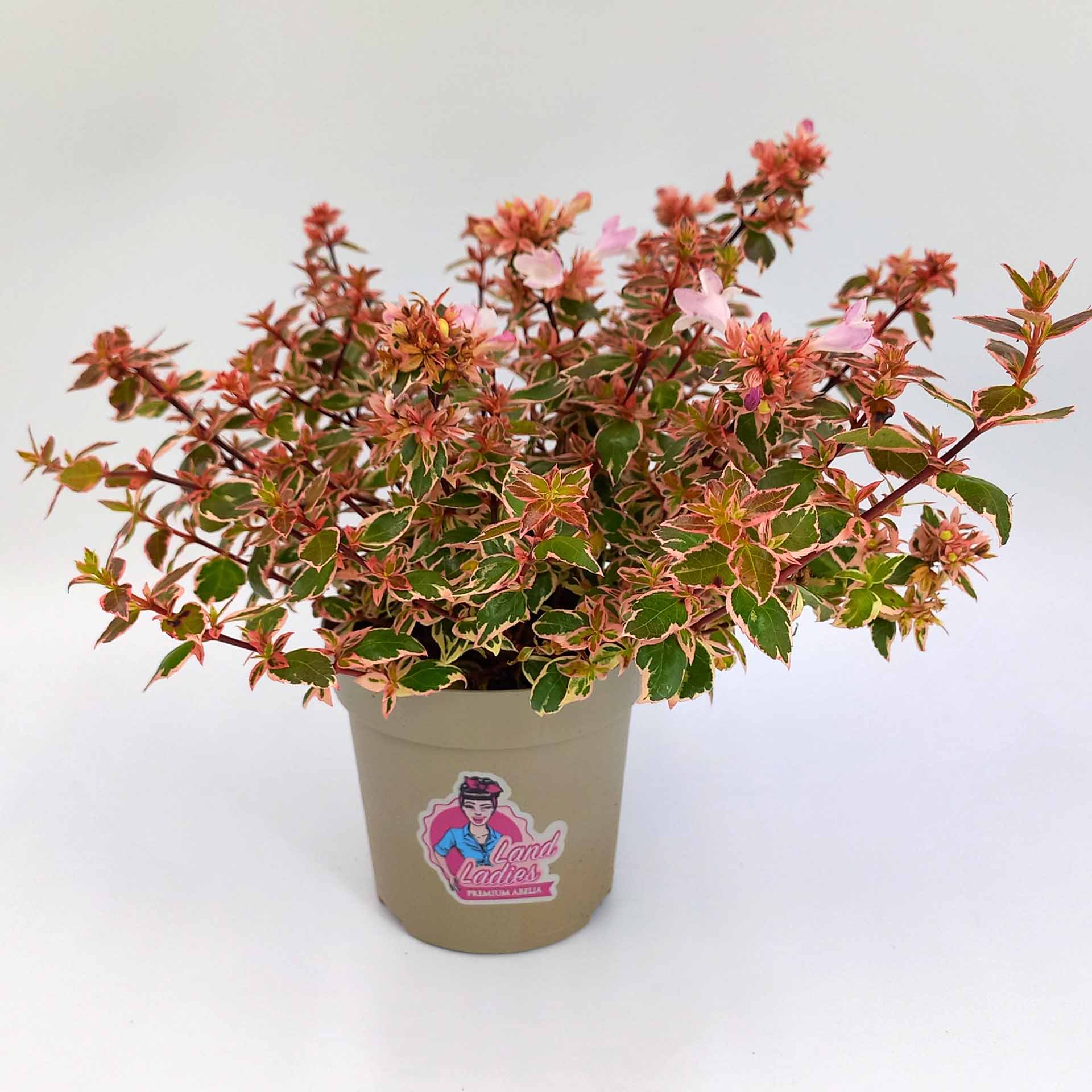 Heckenpflanze Zierstrauch Abelie Grandiflora buntlaubig mit zartrosa Blüten