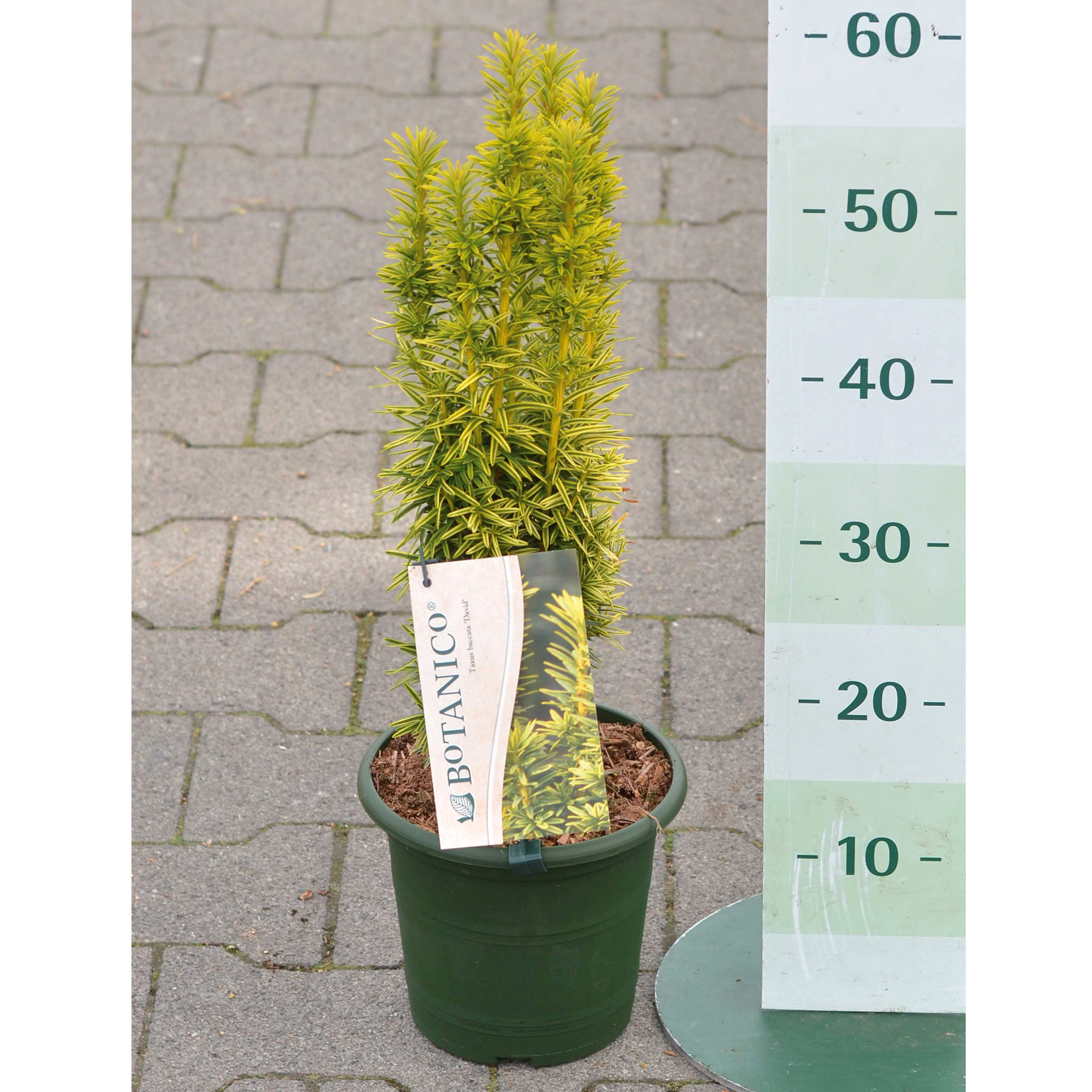 Säulen Eibe David Konifere Steingarten pflegeleicht