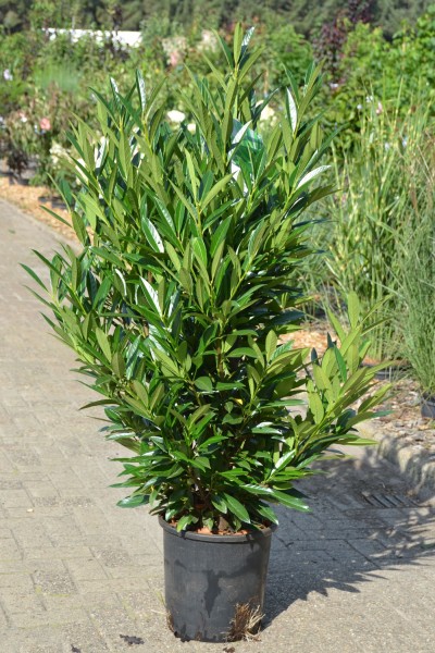 Prunus lauro. 'Renault Ace'