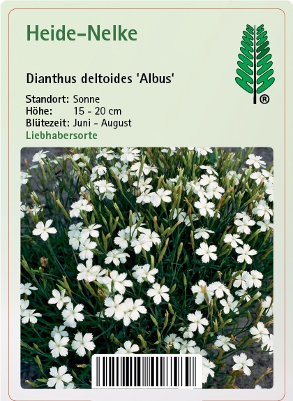 Blume, Pflanze, Kräuterig, Kräuter