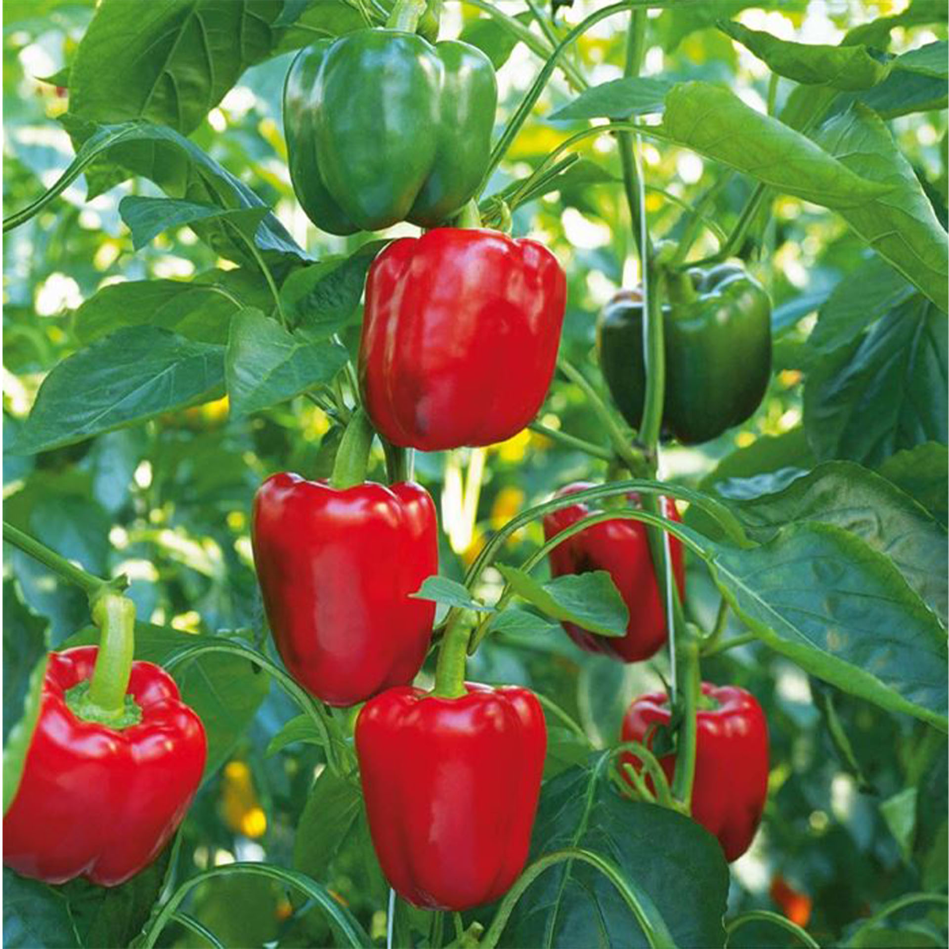 Blockpaprika - Capsicum annuum 'Beluga® Red' F1 (Bontempi), 12cm Topf