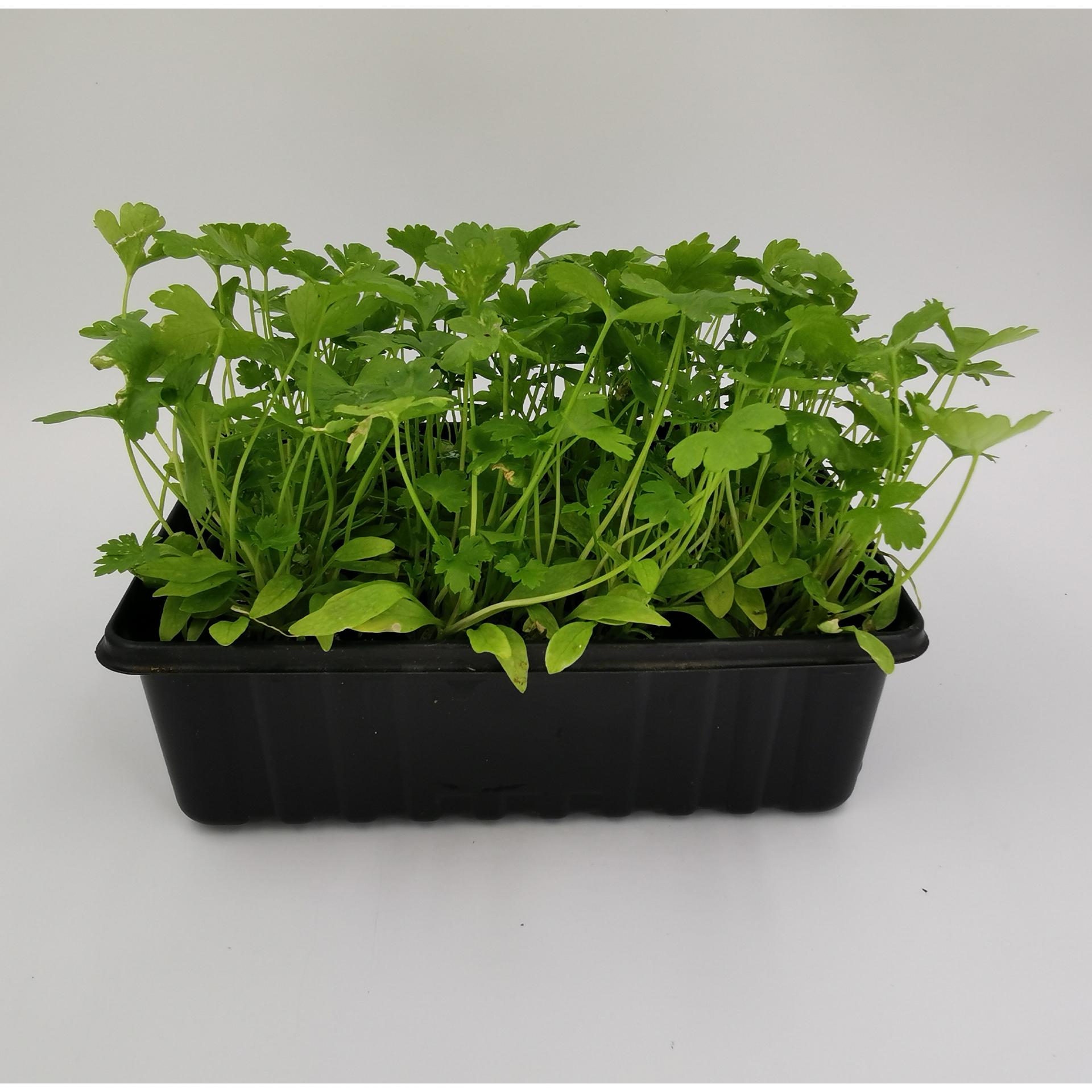Petersilie glatt - Kräuterpflanzen Schale 12er