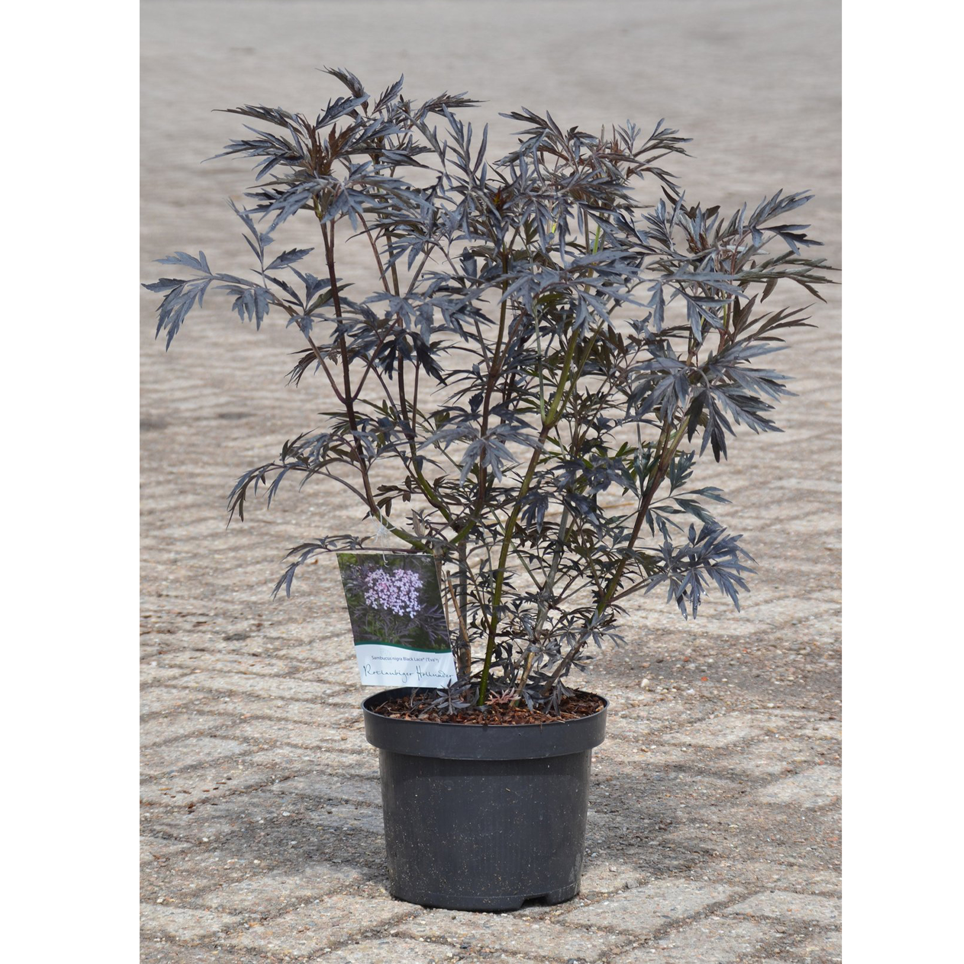 Schwarzer Holunder Black Lace Strauch  schwarze saftige Früchte