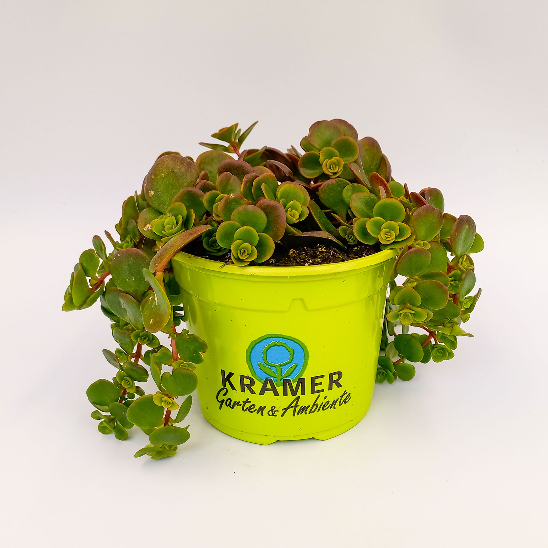 Chinesischer Mauerpfeffer Staude für sonnige Standorte winterhart