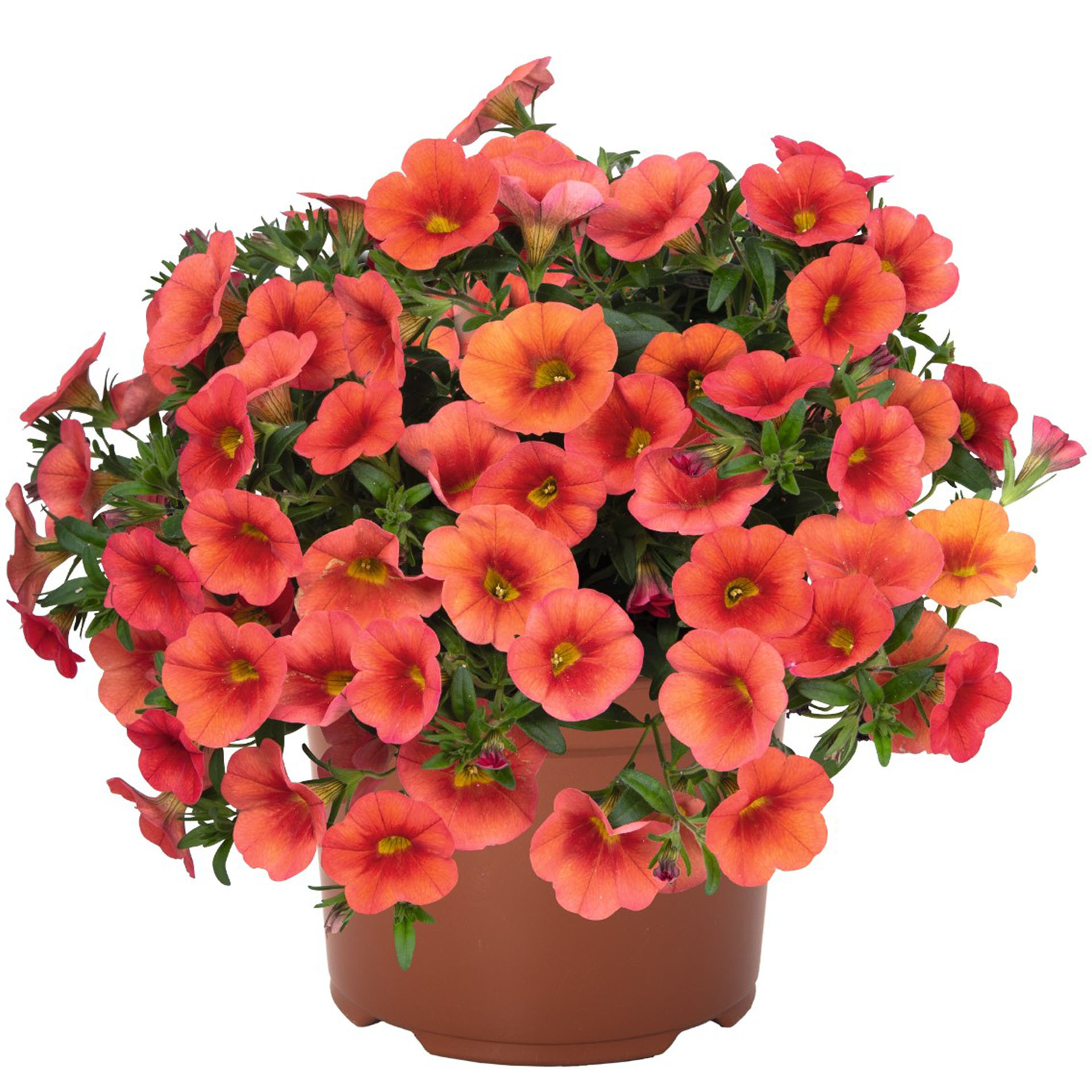 Zauberglöckchen - Calibrachoa 'Colibri Orange', 12cm Topf
