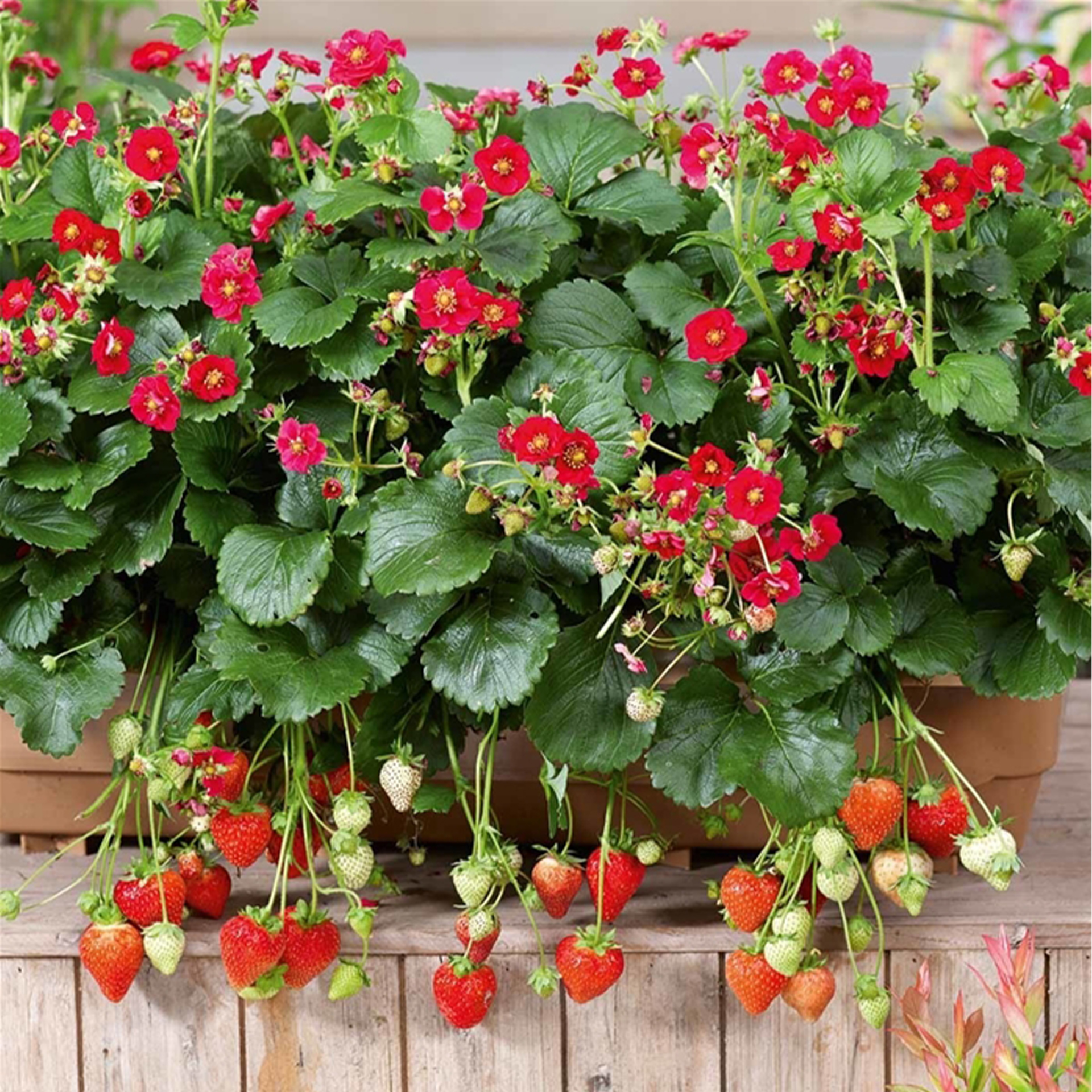 Erdbeere 'Summer Breeze Rose' - Fragaria ananassa, 12cm Topf