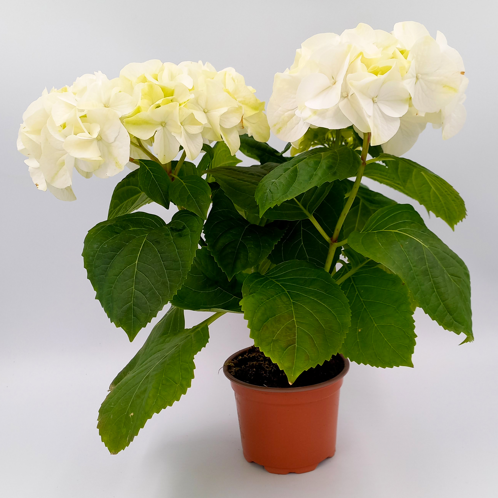 Hortensie macrophylla Sommerblüher Zimmerpflanze Halbstrauch