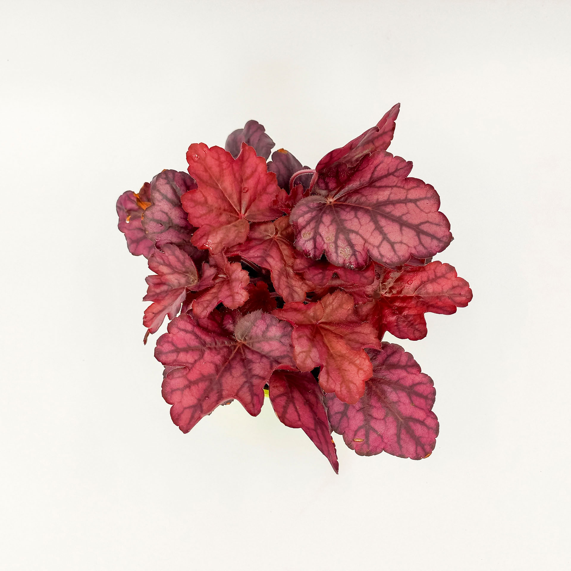 Purpurglöckchen Wild Rose 2 Sonnenstaude Herbstbepflanzung