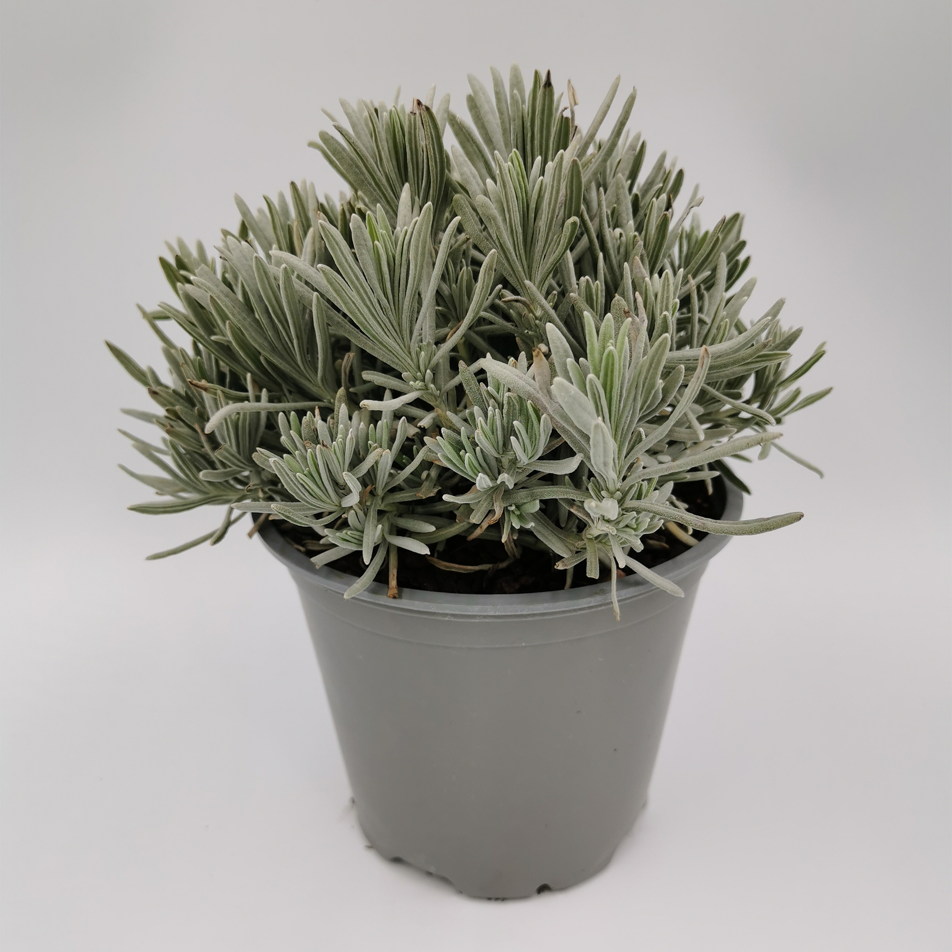 Lavendel Echter Lavendel Kräuter Küchenkraut Heilpflanze