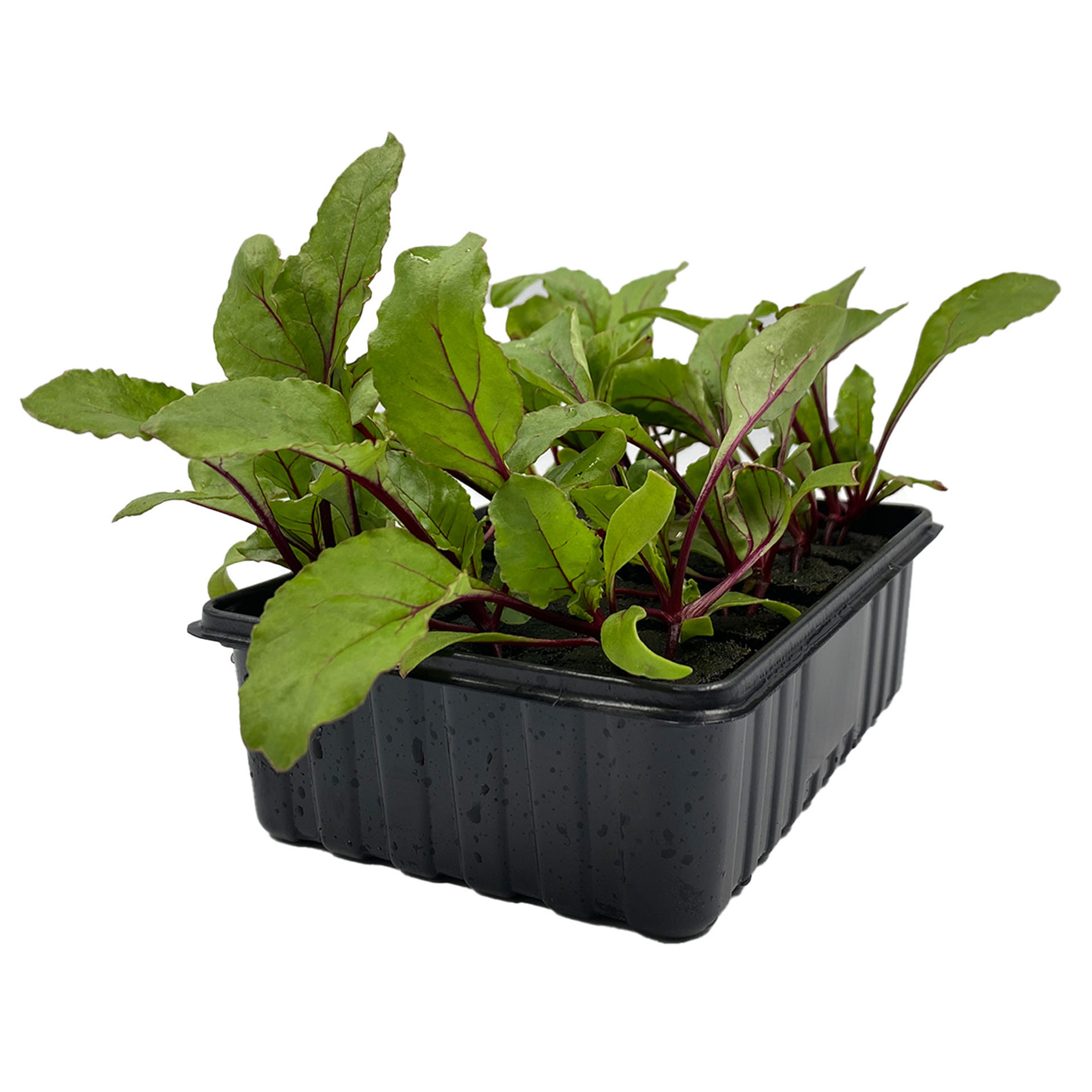 Rote Beete, Pflanze, Pflanze im Topf, Produzieren, Blatt, Grünes Blattgemüse