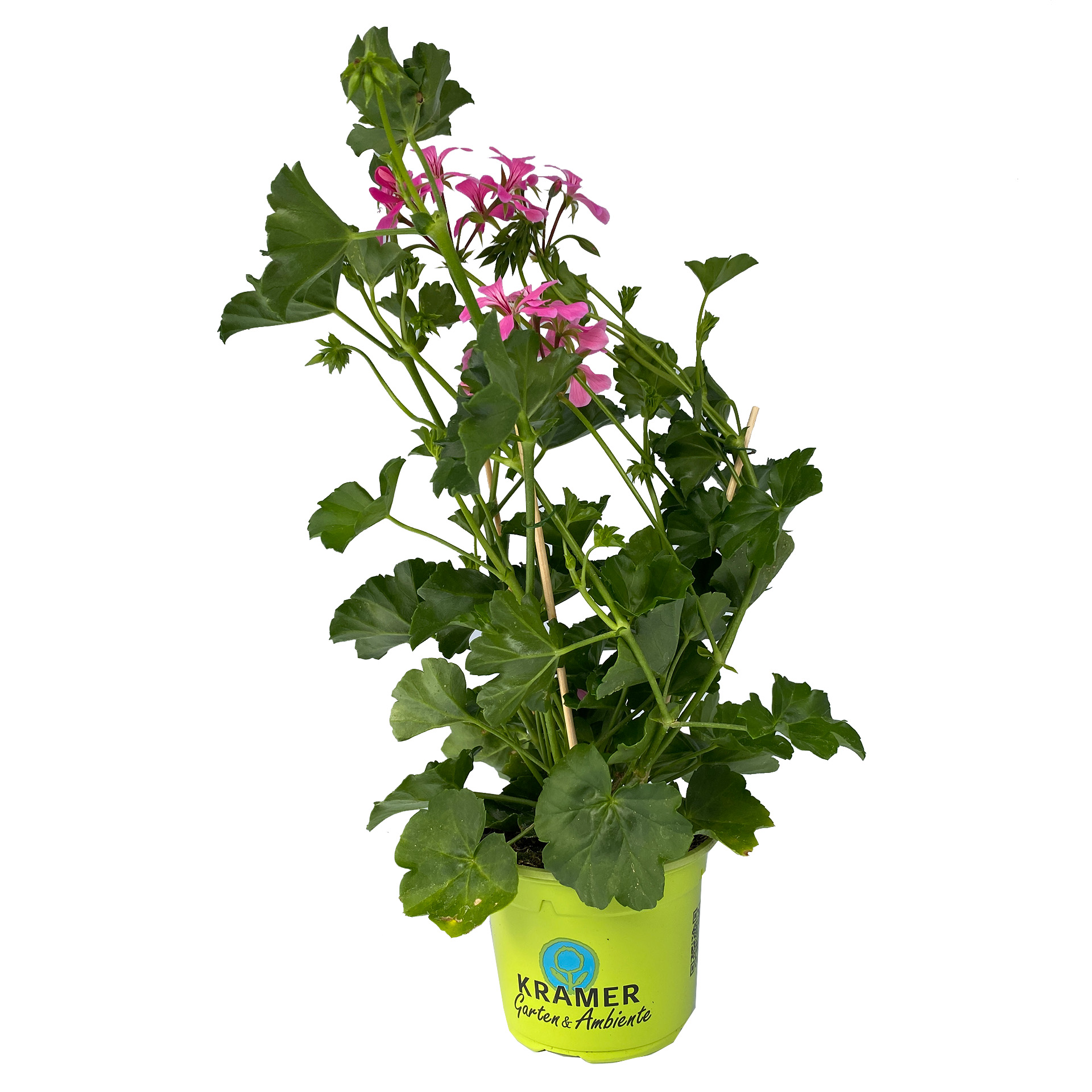 Geranie hängend 'Ville de Paris Lila' - Pelargonium peltatum, 12cm Topf