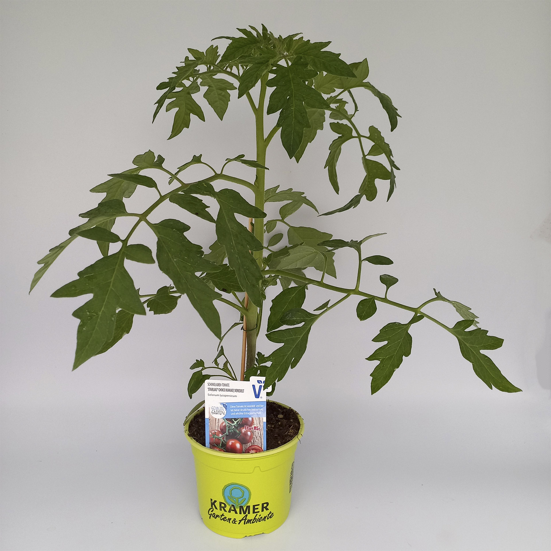 Tomate starlias Choco im Pflanztopf