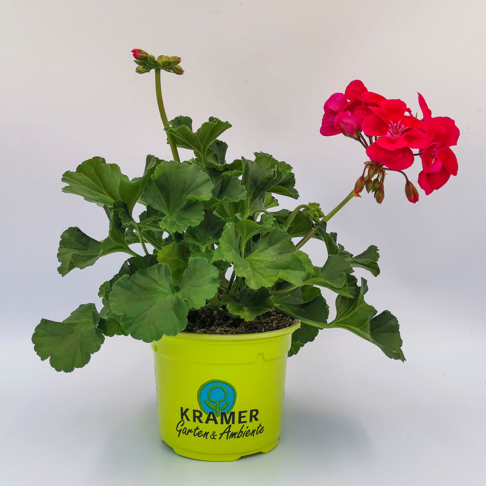 purpurrot blühende Geranie  Dolce Vita Mia im Pflanztopf