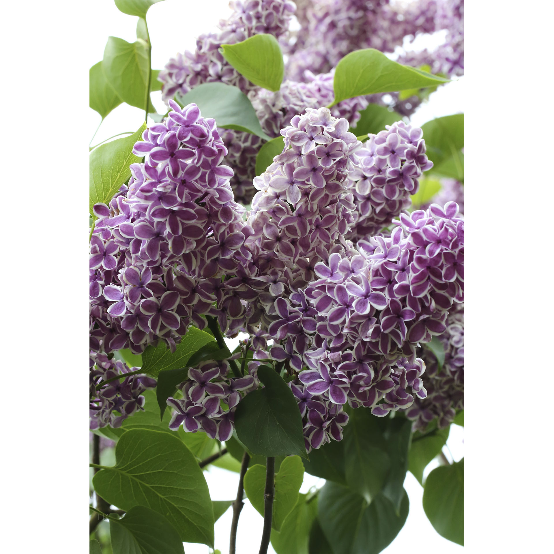 purpur blühende Rispen des Edelflieders Sensation