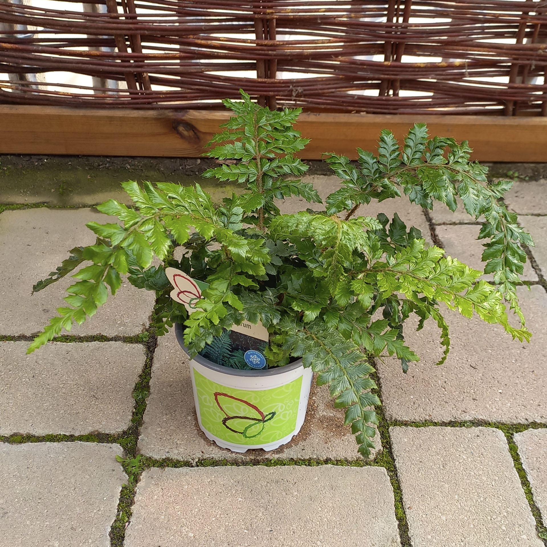Grannen-Schildfarn im Pflanztopf mit Pflanzenstecker