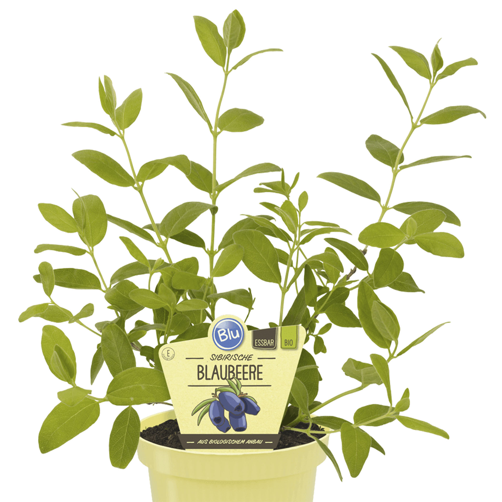 Sibirische Blaubeere im Pflanztopf mit Pflanzenstecker