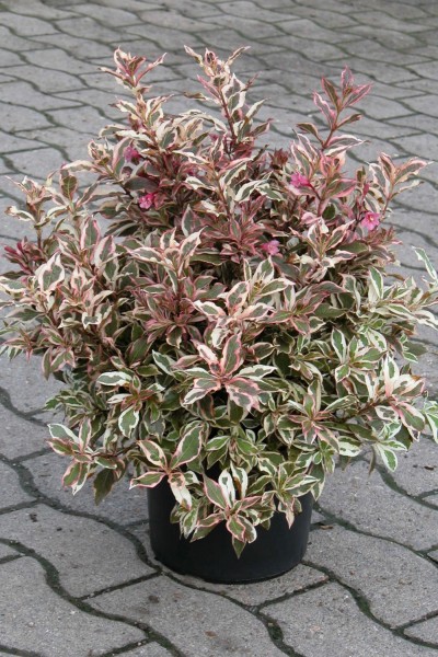 Weigelia 'Florida Monet'