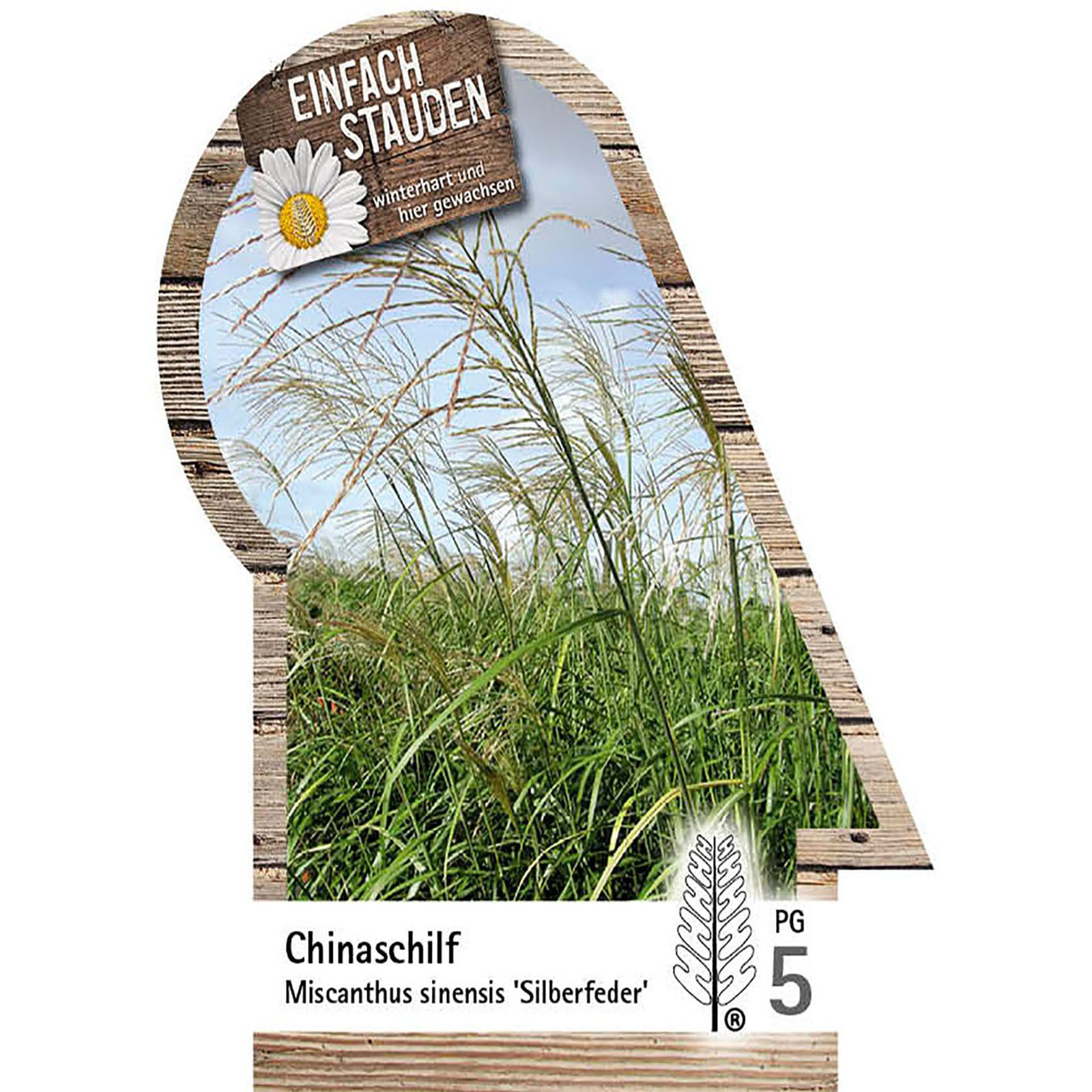 Gras, Pflanze, Schilf, Vegetation, Werbung