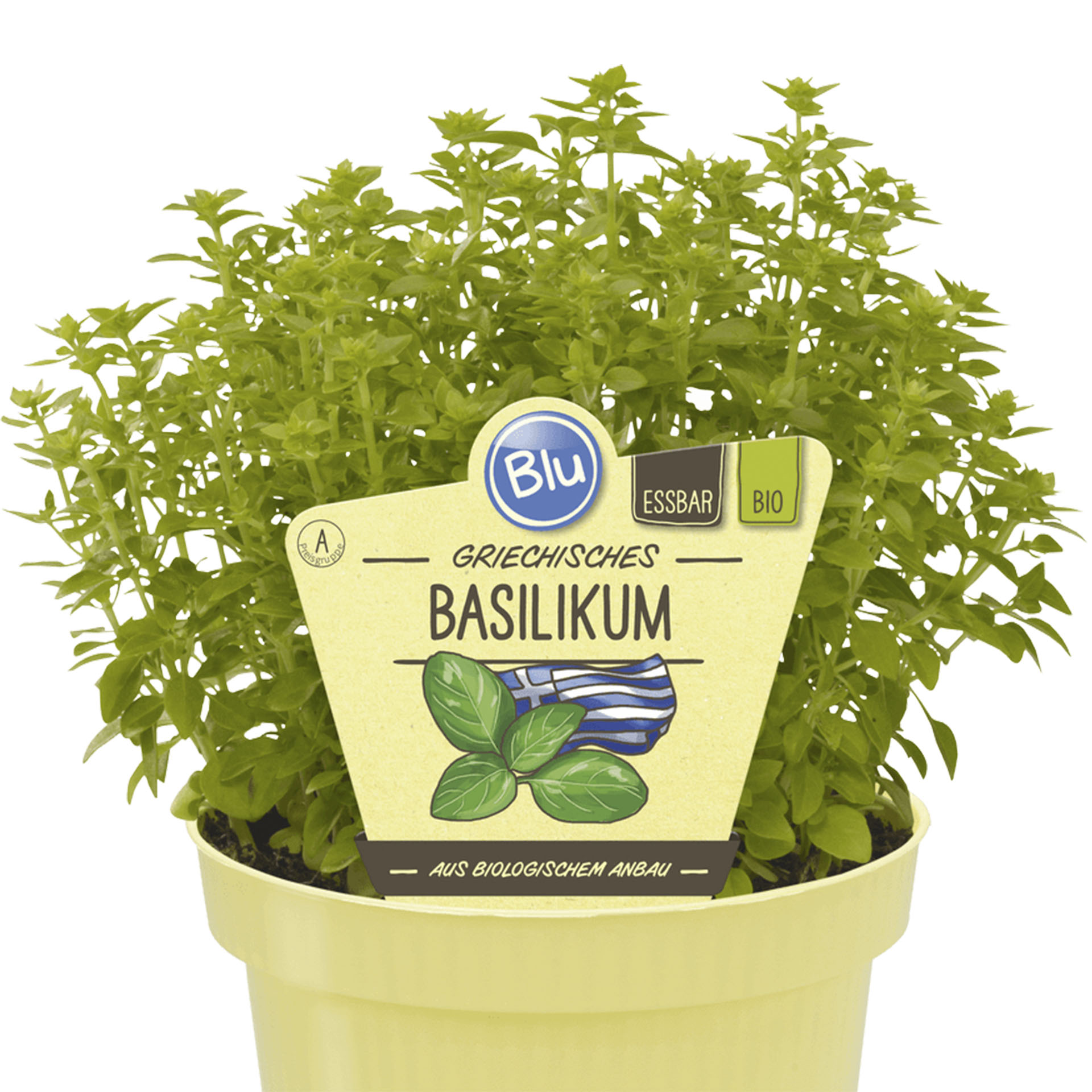 Griechisches BIO Basilikum im Pflanztopf mit Pflanzenstecker