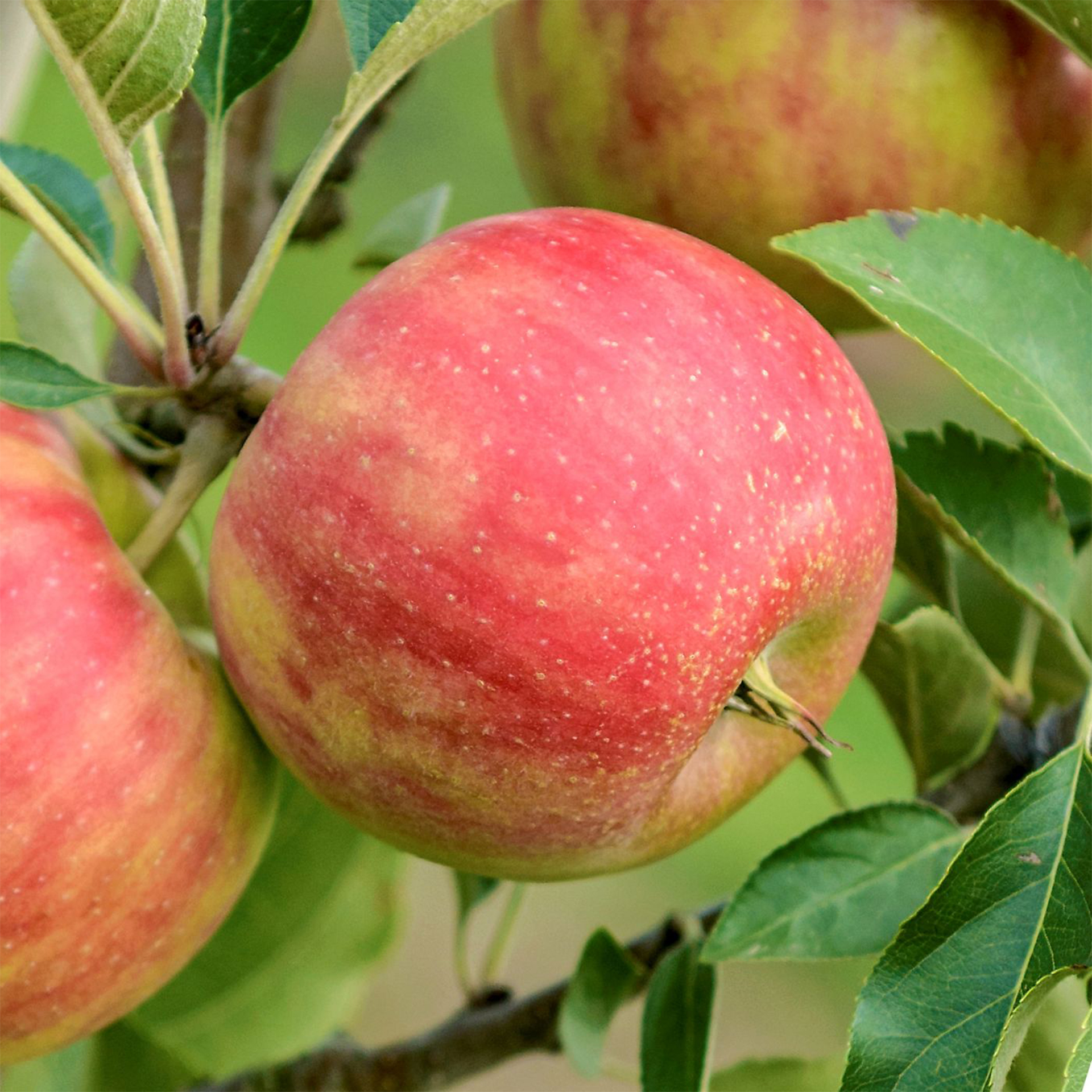 Apfel Braeburn Apfelbaum Apfel süß saftig