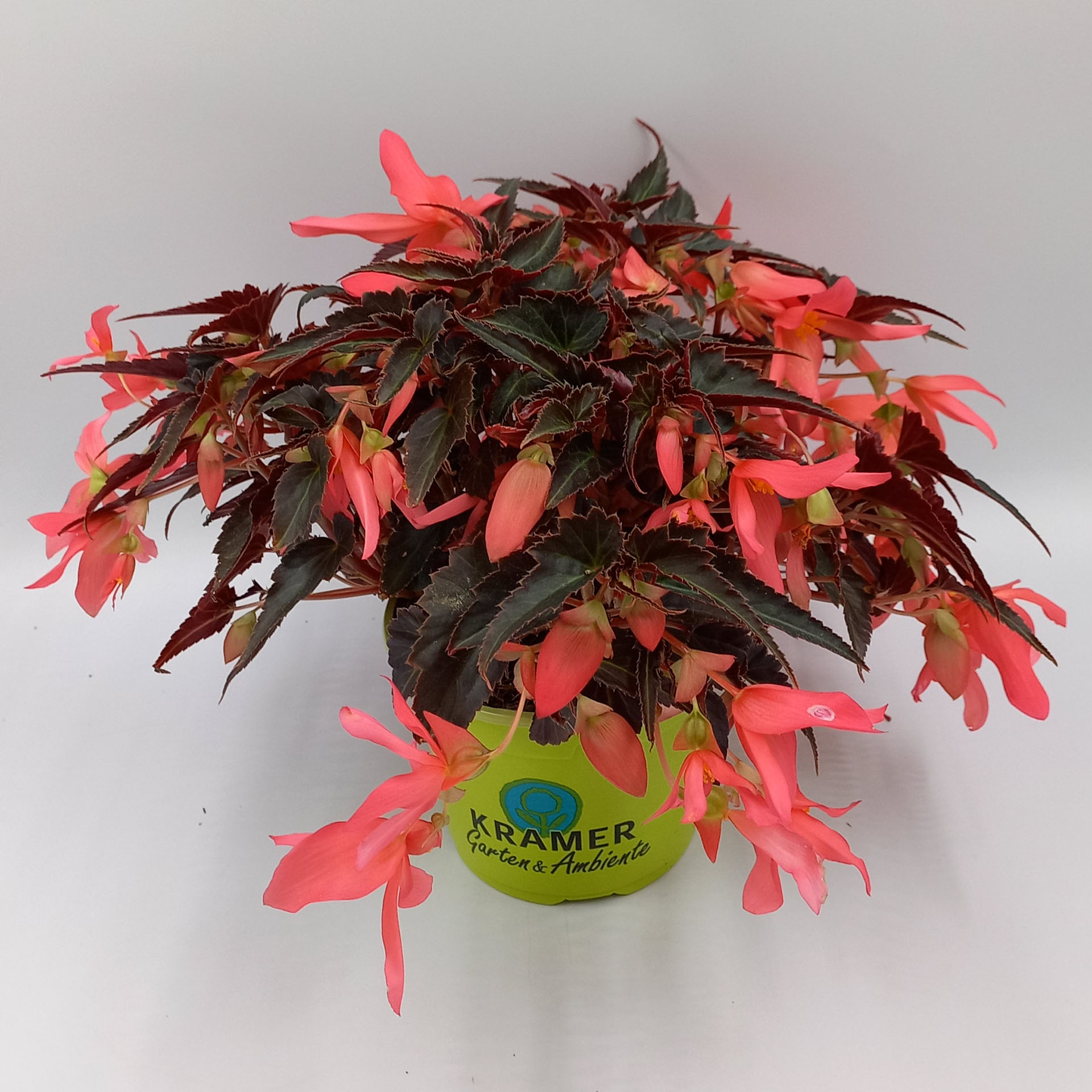 bühende Hänhebegonie Dark Coral Elegance in grünem Topf