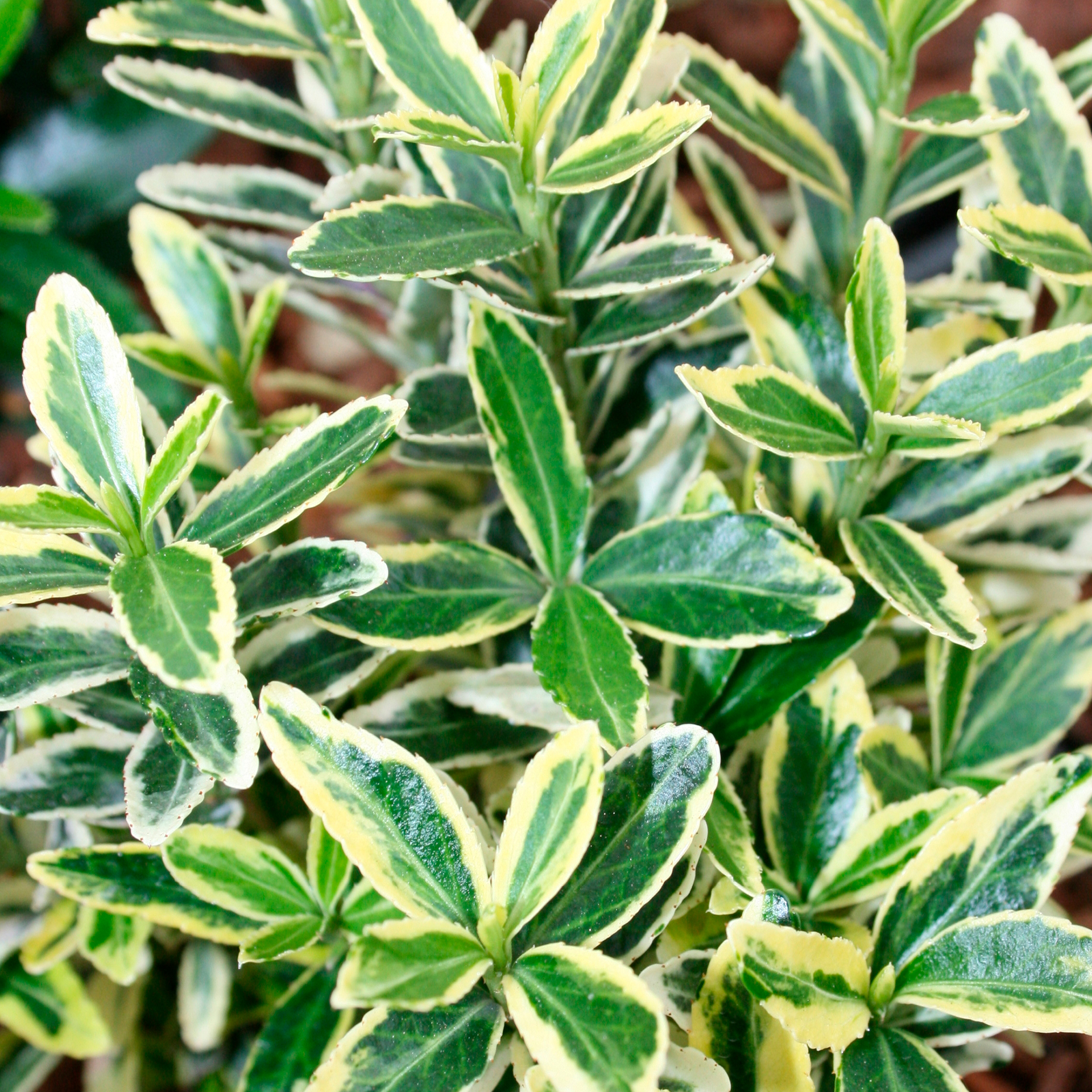 Spindelstrauch immergrün Grabbepflanzung Balkonbepflanzung