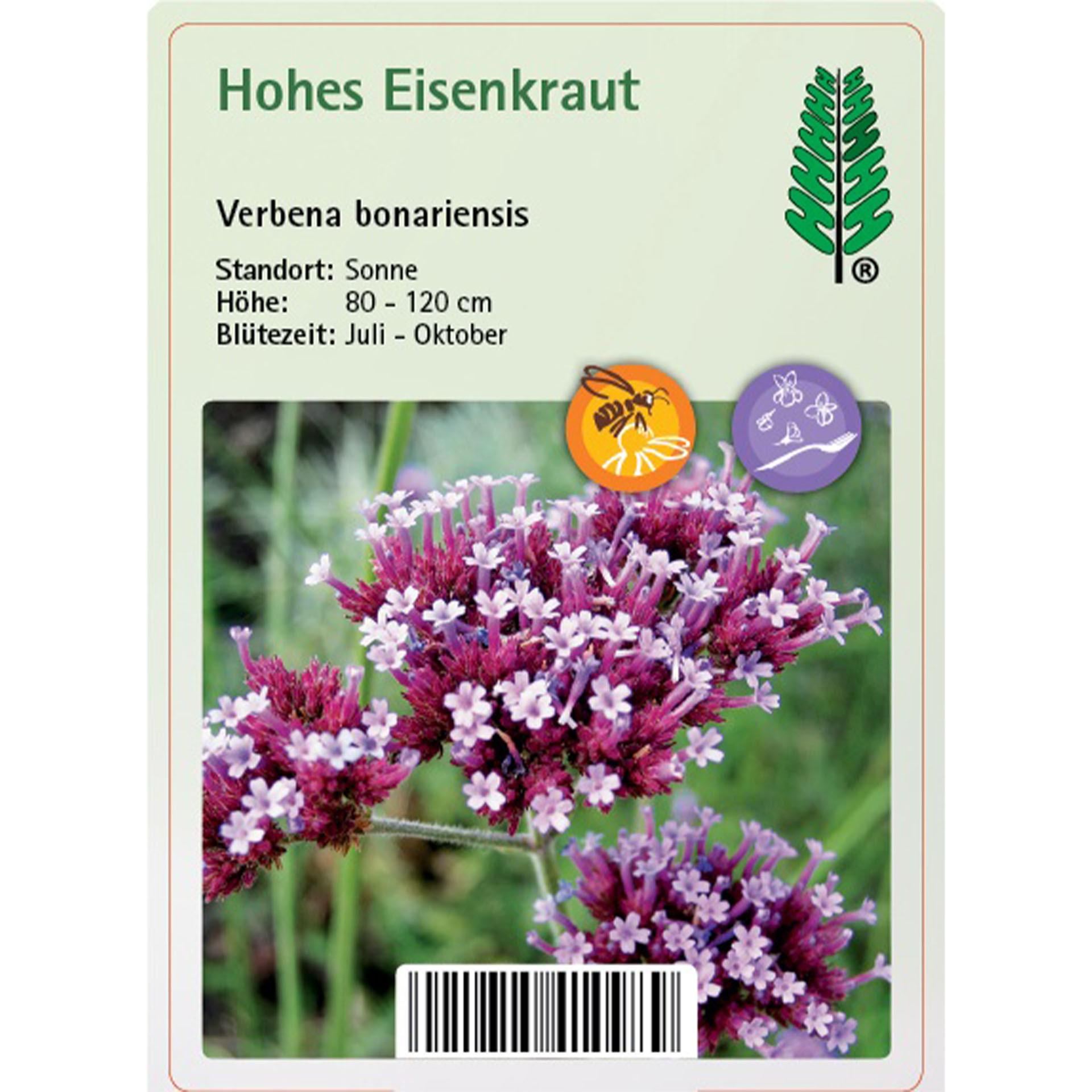 Hohes Eisenkraut - Verbena bonariensis