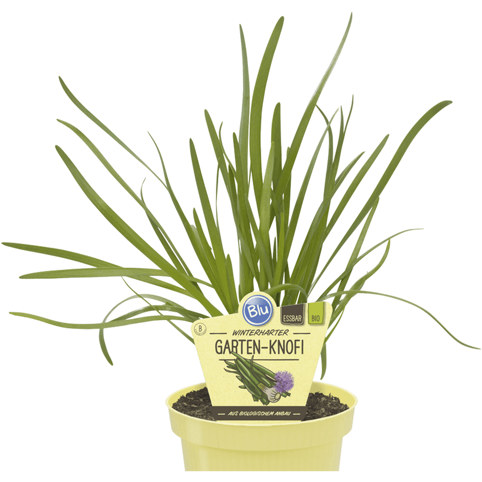 Garten-Knofi im Pflanztopf mit Pflanzenstecker
