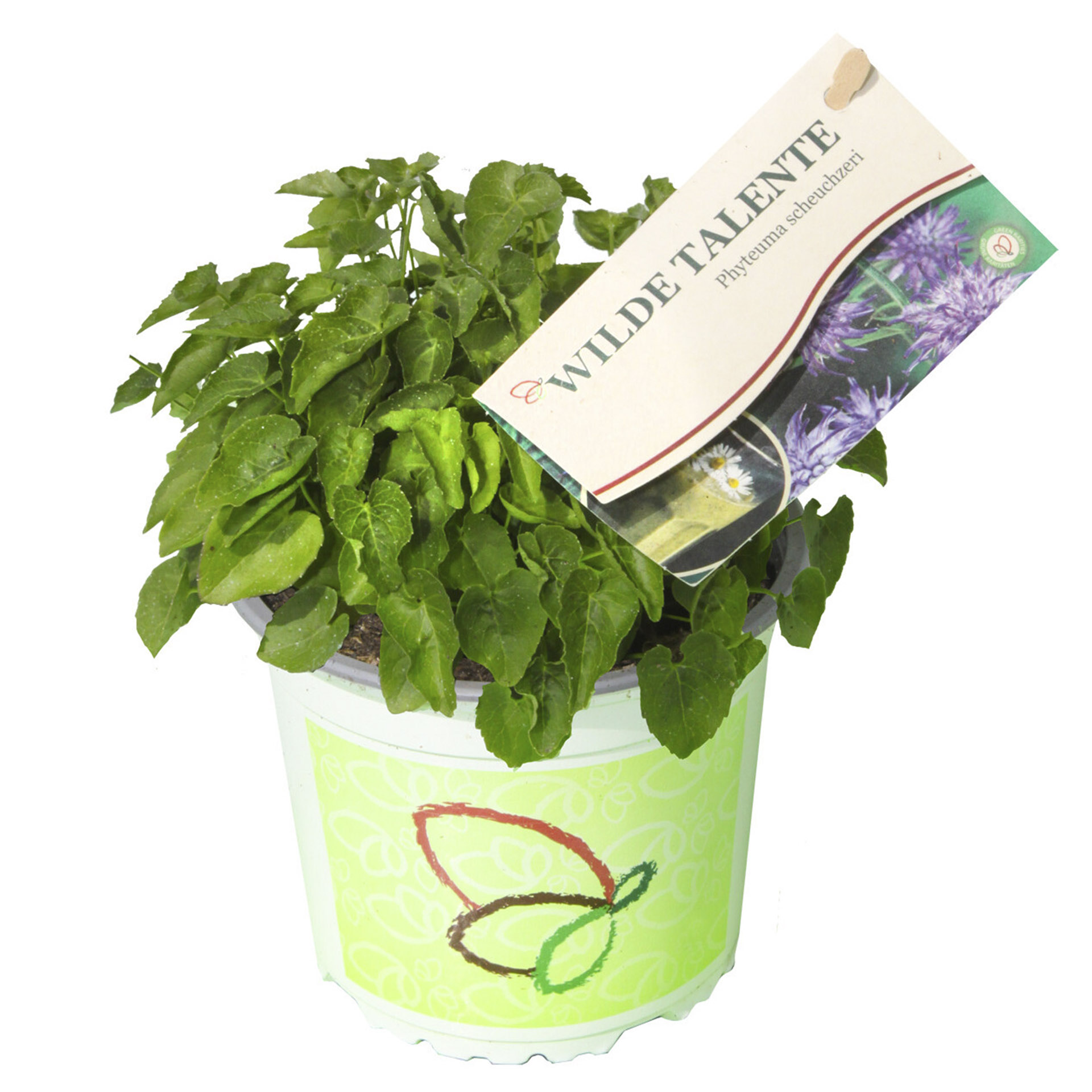 Pflanztopf Scheuchzers Teufelskralle mit Pflanzenstecker