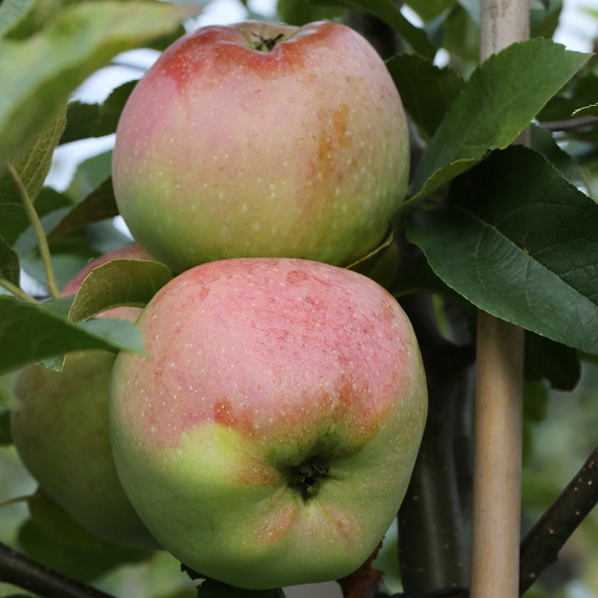 Apfel - Malus domestica 'Florina', C10