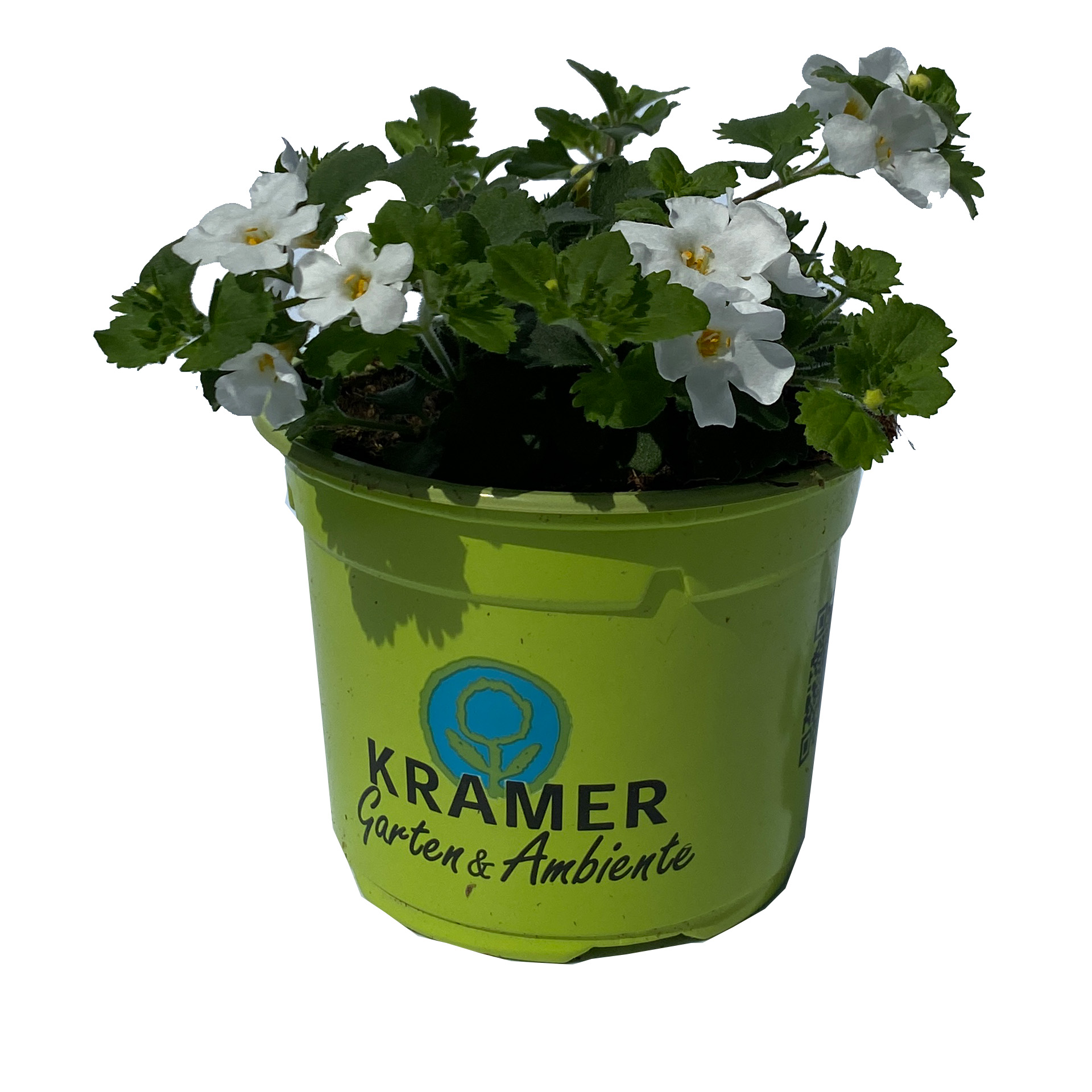 Schneeflockenblume - Bacopa 'Bahia White Sand', 12cm Topf