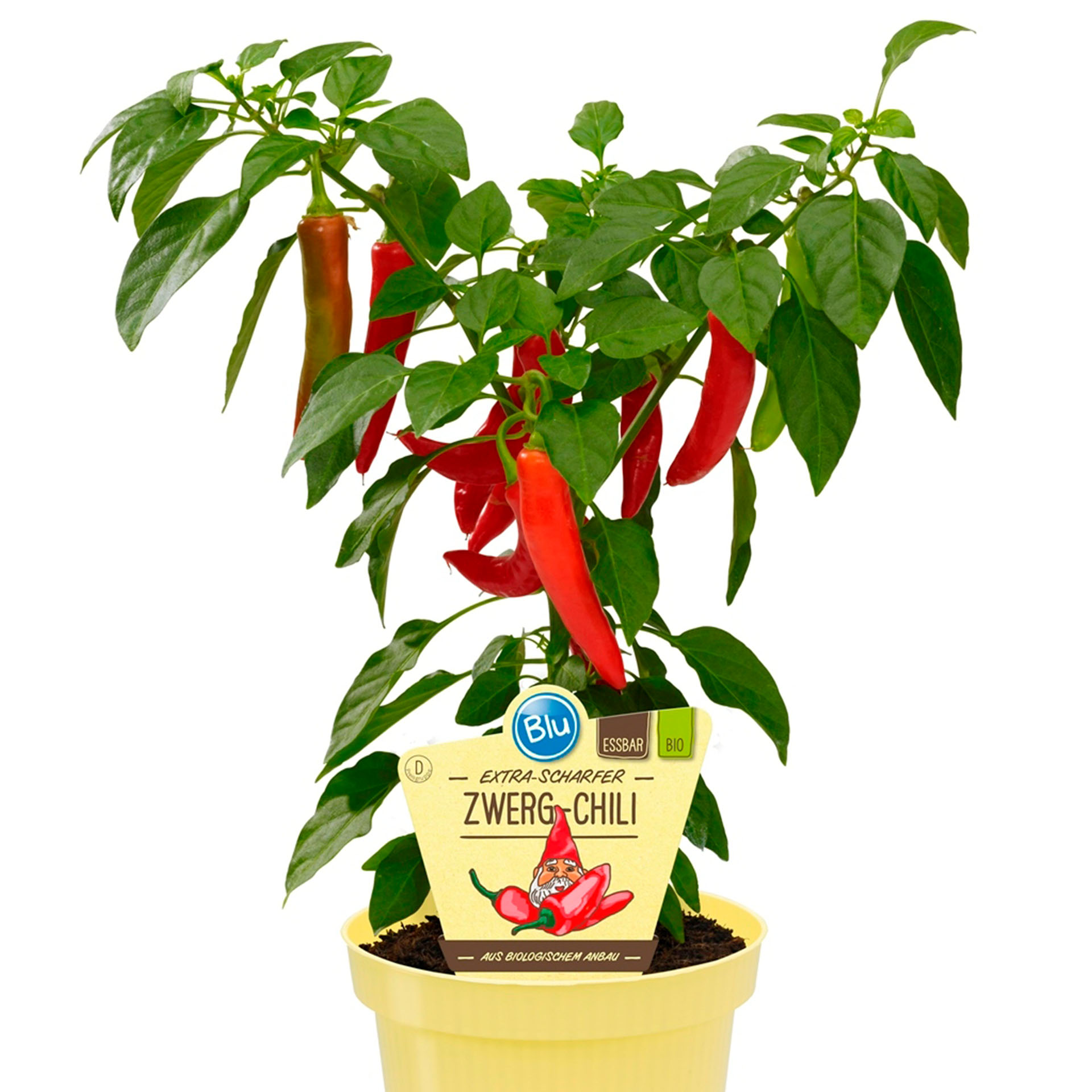BIO Zwerg-Chili - Capsicum annuum, 12cm Topf