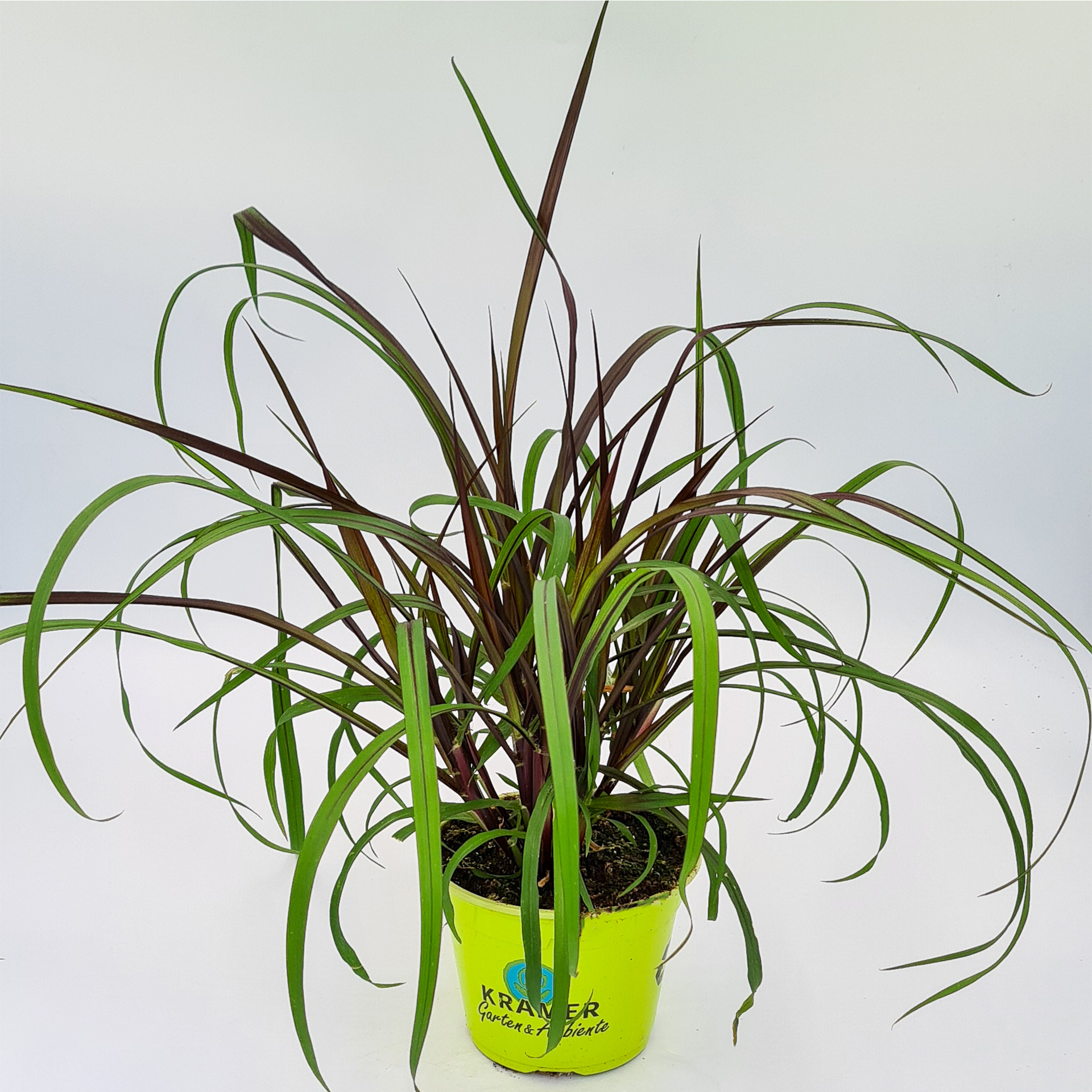Lampenputzergras - Pennisetum Hybride 'Vertigo', 13cm Topf