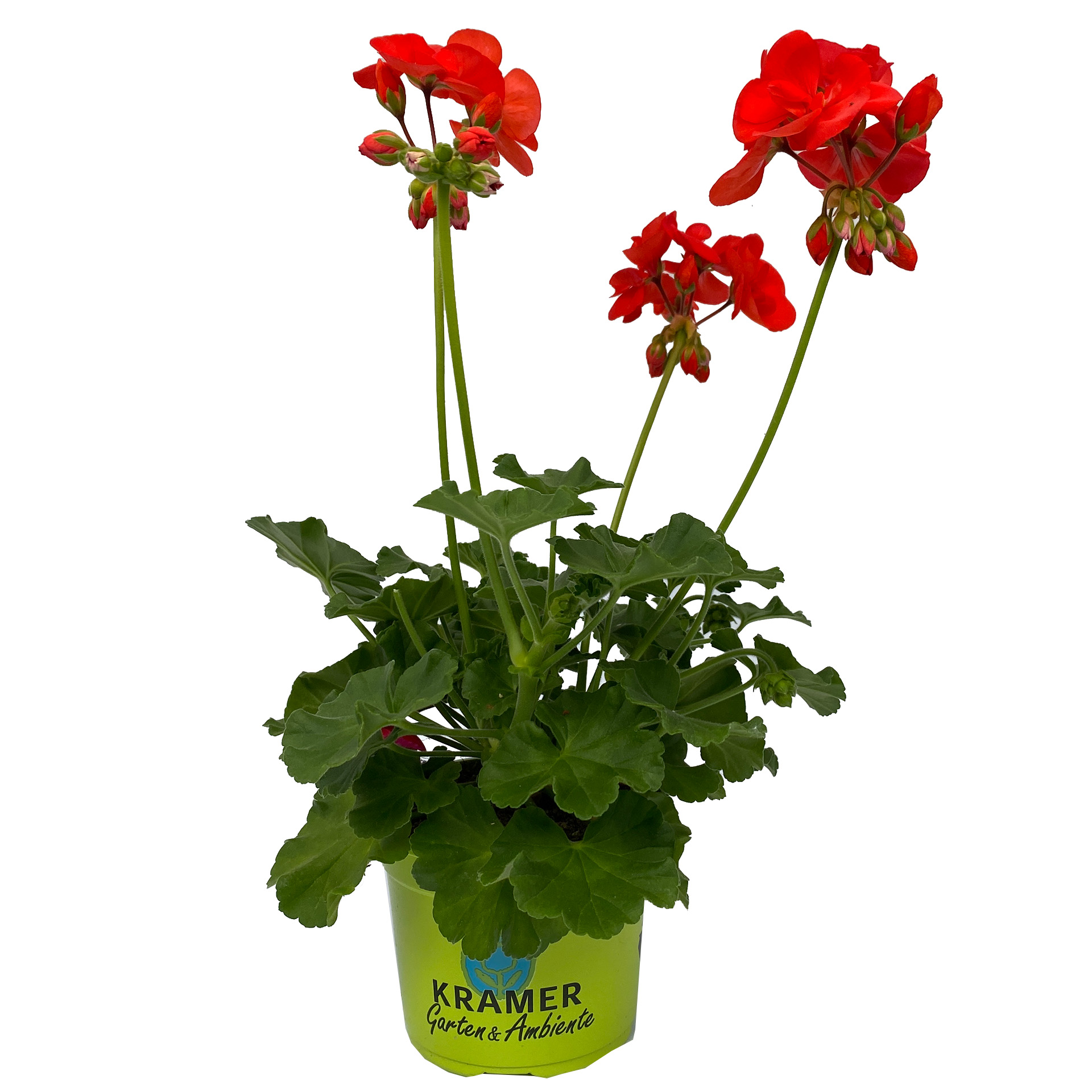 Geranie stehend 'Anthony' - Pelargonium zonale, 12cm Topf