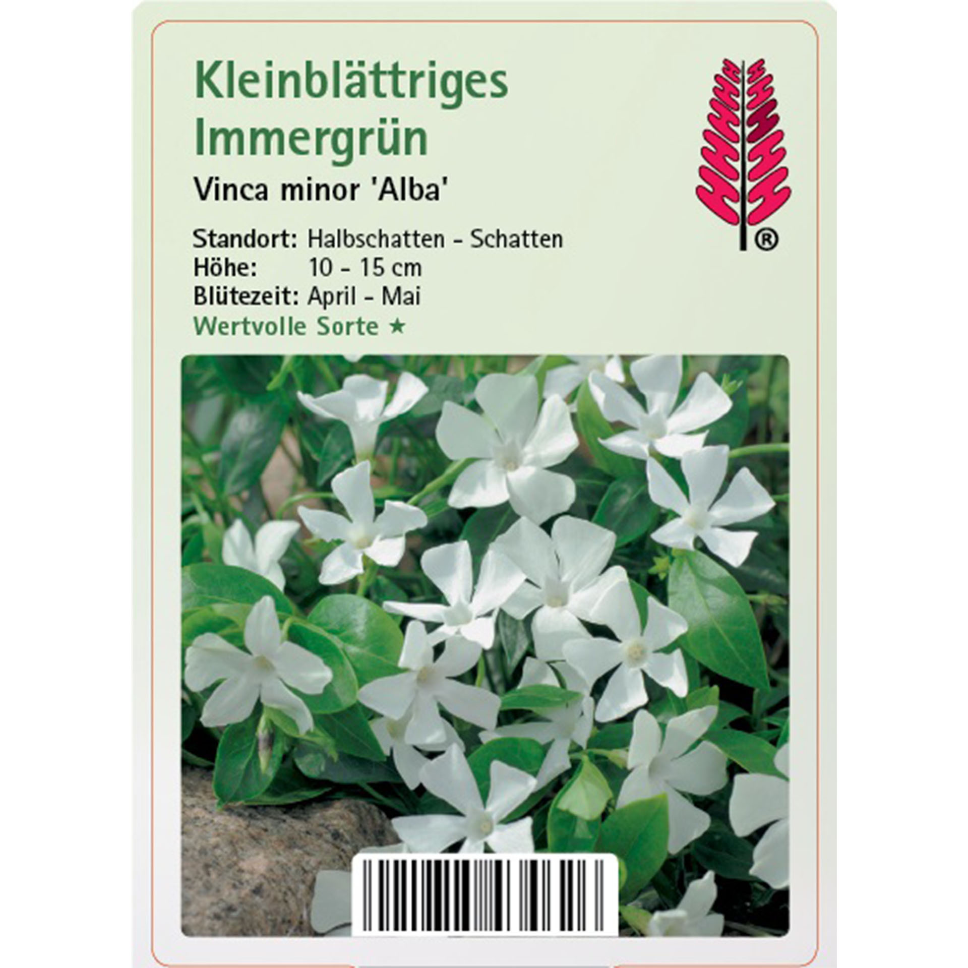 Immergrün Bodendecker für Schatten rankend immergrün Grabbepflanzung, Blume, Blütenblatt, Pflanze, Blatt, Kräuterig