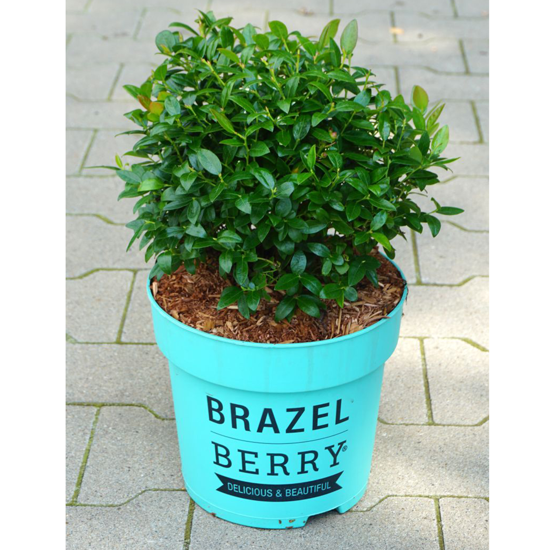 Heidelbeere BrazelBerry Berry Bux  Beerenobst hohe Erträge