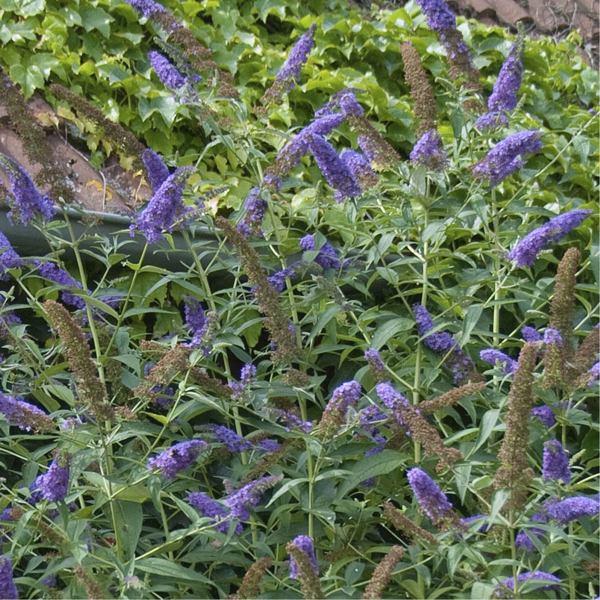 Sommerflieder - Buddleja davidii 'Empire Blue', C4,5