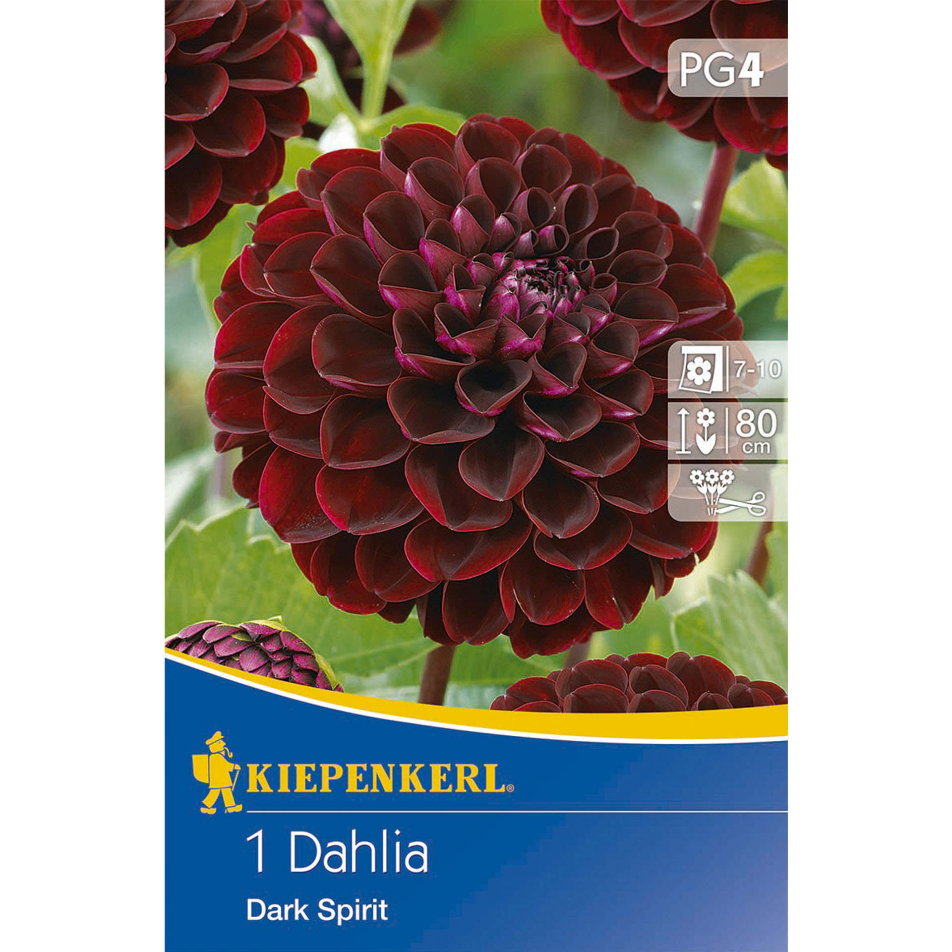 Pompon-Dahlie 'Dark Spirit', Blumenzwiebel