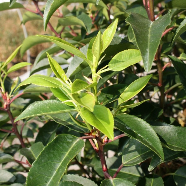 Portugiesischer Kirschlorbeer 2