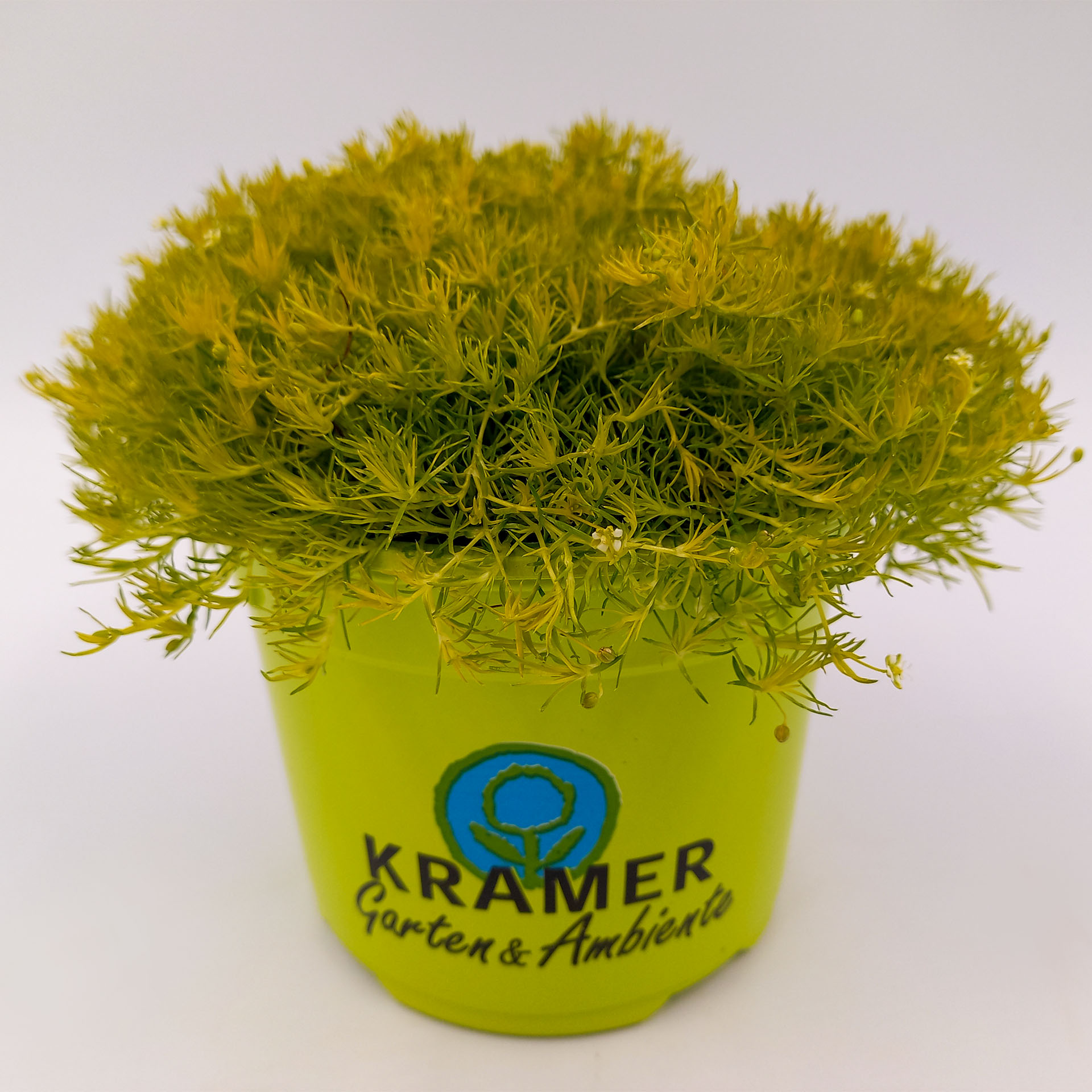 Sternmoos Scotch Moss Polsterstaude Herbstpflanzes