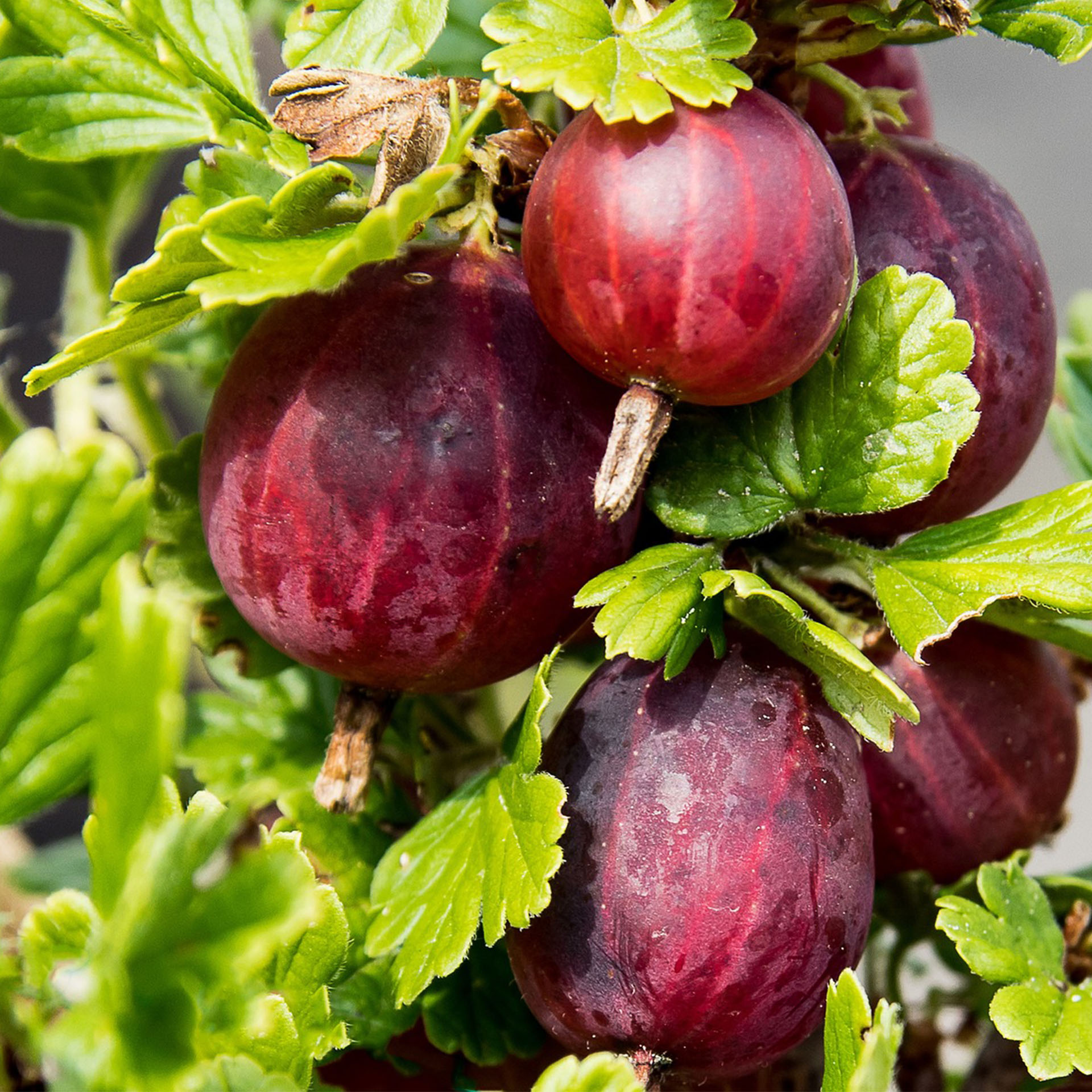 reife, rote stachelbeeren am Zweig hängend