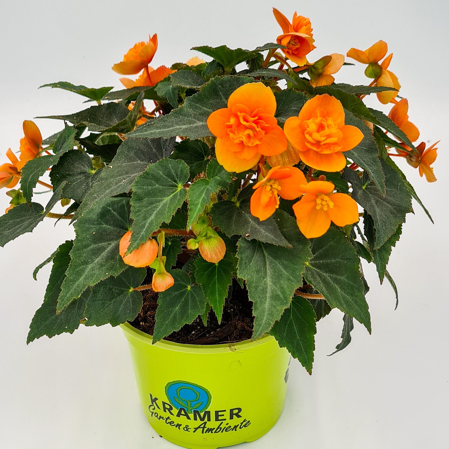 Begonia Beluga orange