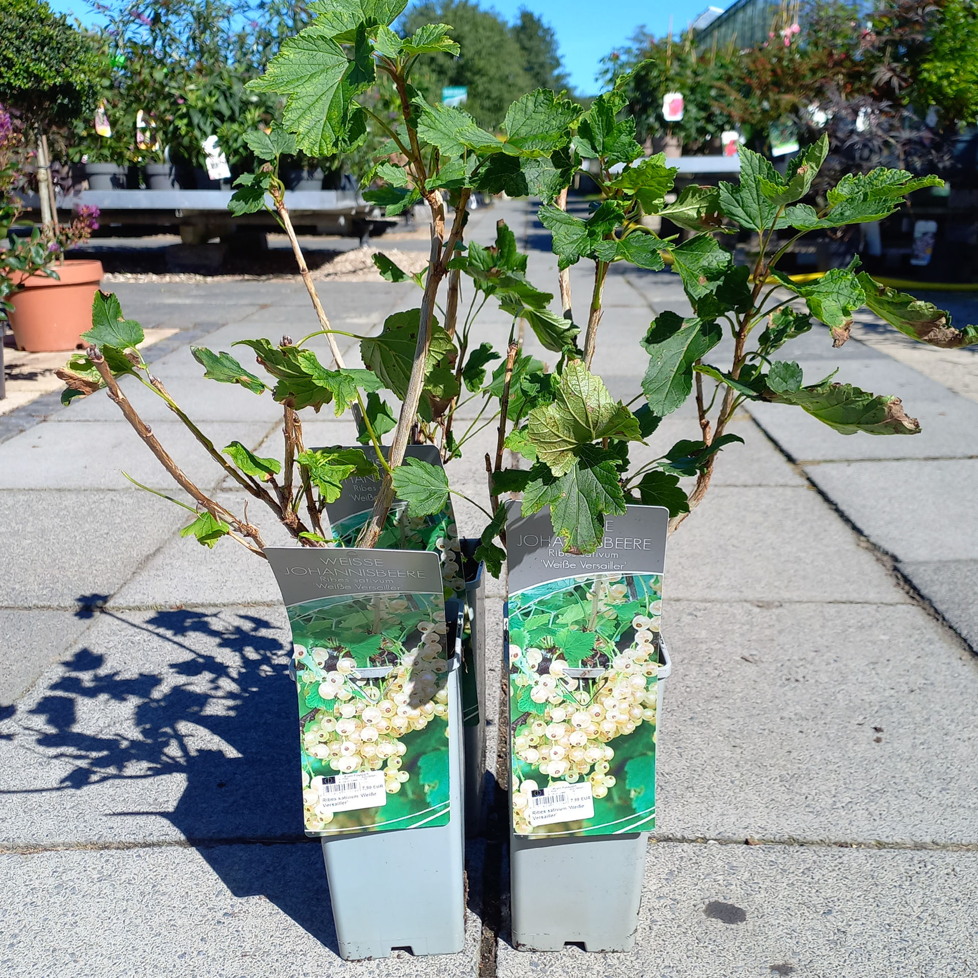 Pflanze Johannisbeere im Topf mit Pflananleitung