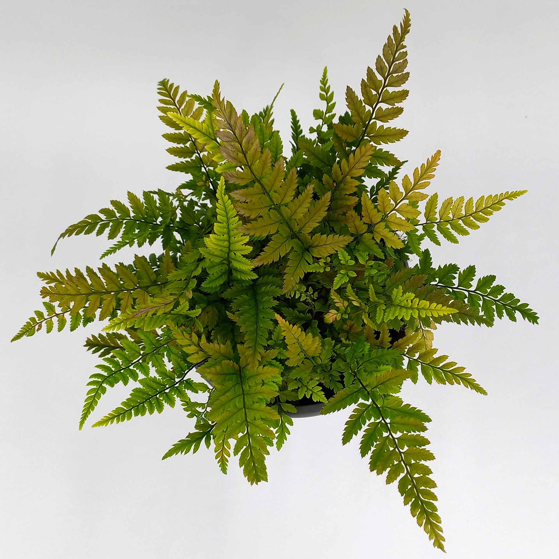 Entferntfiedriger Wurmfarn 2