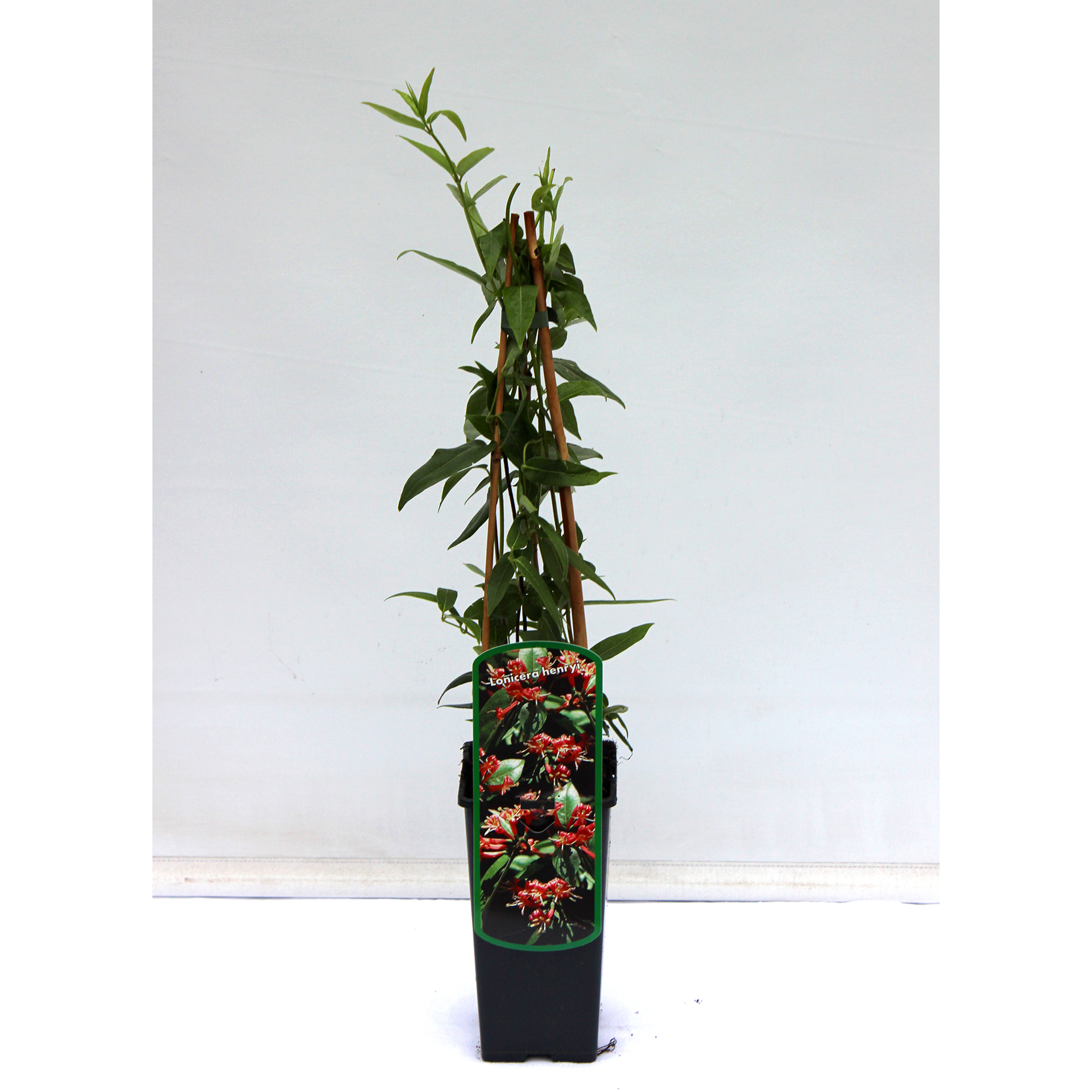 Immergrünes Geißblatt - Lonicera henryi, C2 40-60cm