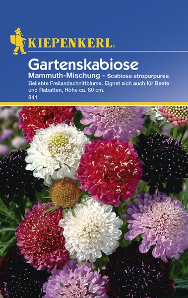 Gartenskabiose Mammuth-Mischung